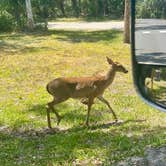 Review photo of Palmetto Ridge Campground — Myakka River State Park by Amanda W., April 25, 2025