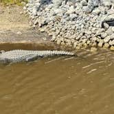 Review photo of Palmetto Ridge Campground — Myakka River State Park by Amanda W., April 25, 2025