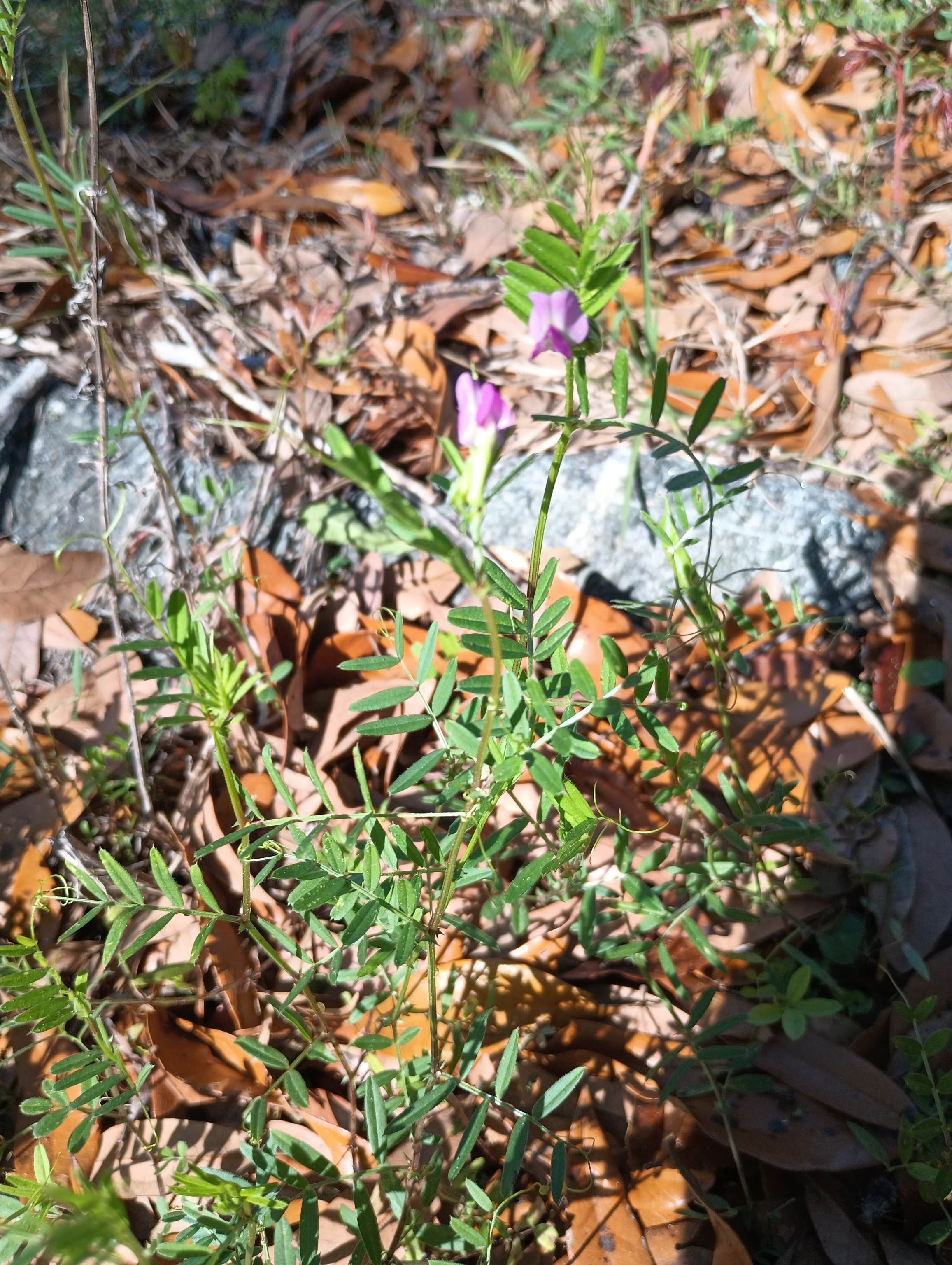 Camper-submitted photo at Myron B. Hodge City Park near Apalachicola National Forest