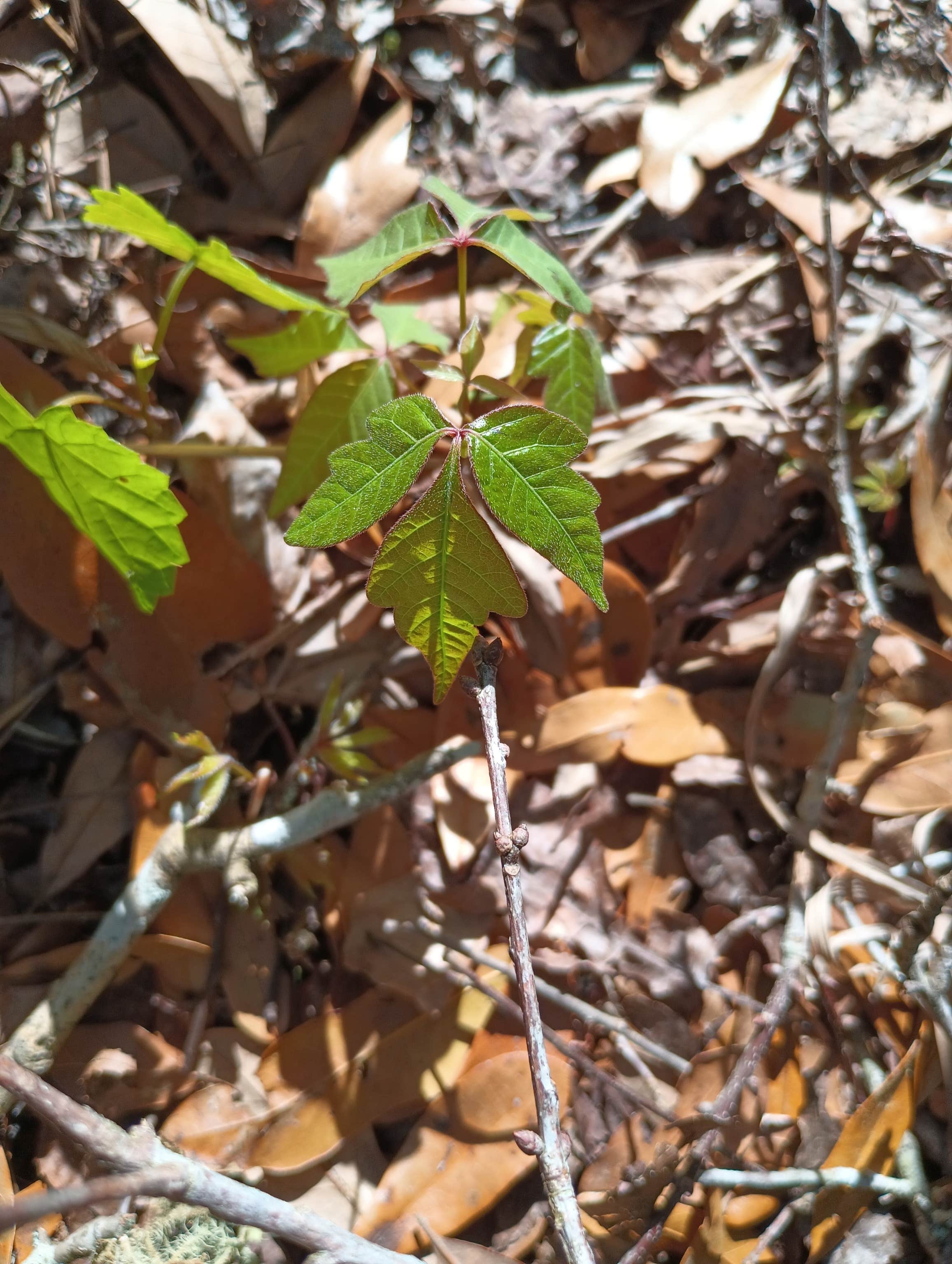 Camper-submitted photo at Myron B. Hodge City Park near Apalachicola National Forest