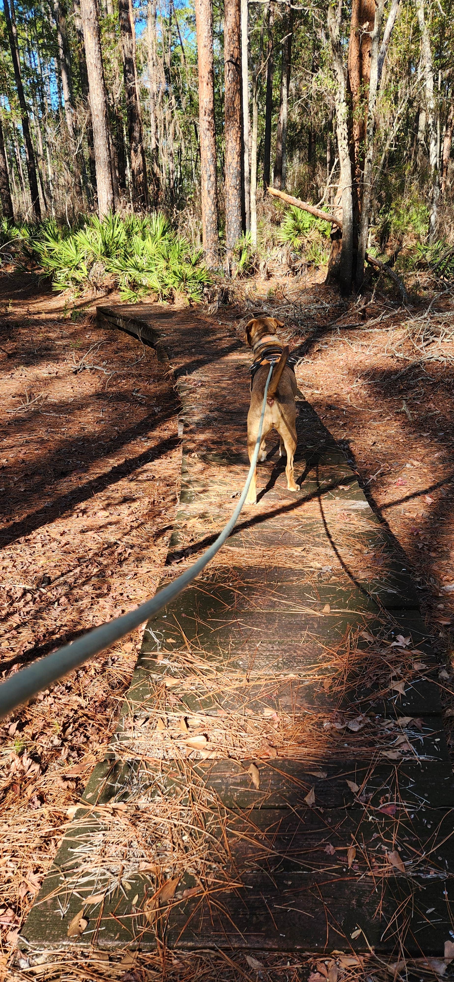 PIXIE B.'s photo of camping with pets at Ocean Pond Campground near Osceola National Forest