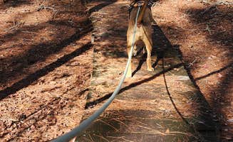 PIXIE B.'s photo of camping with pets at Ocean Pond Campground near Osceola National Forest
