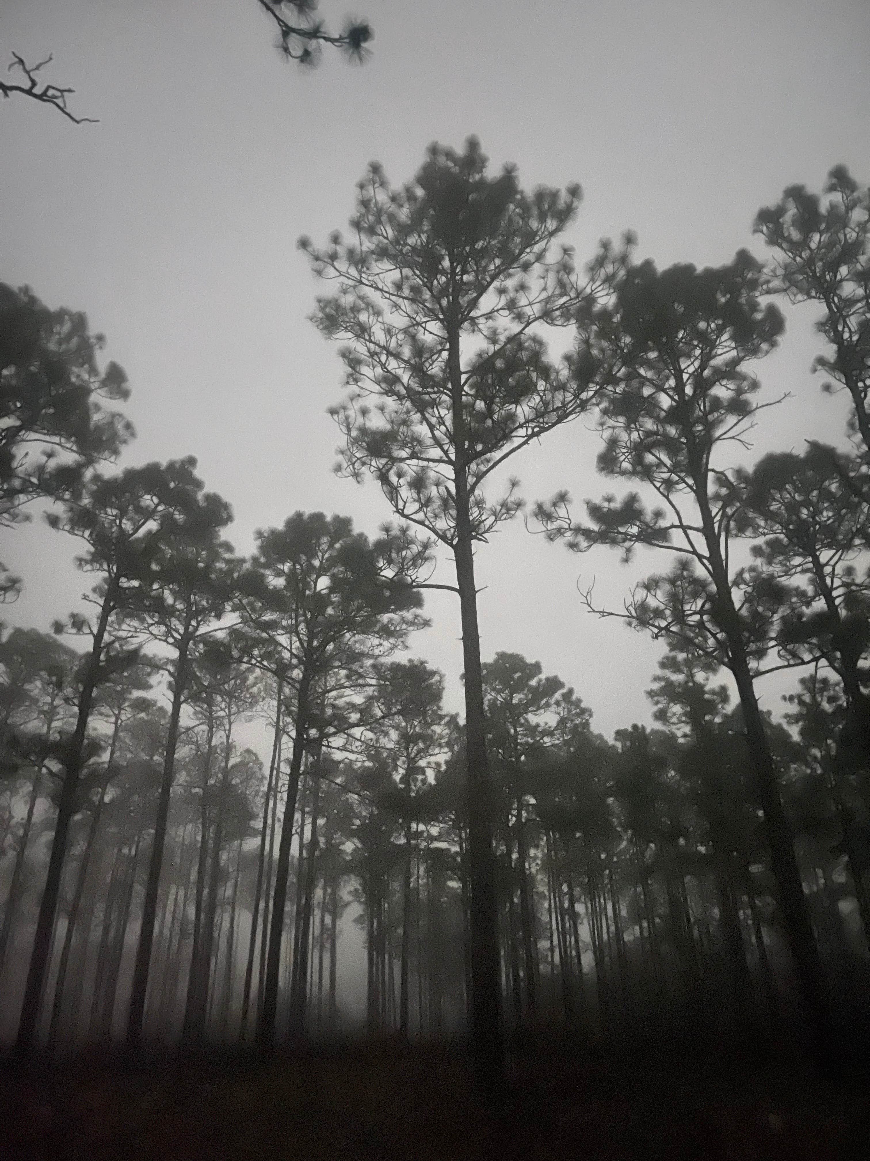 Pine Log State Forest Primitive Campsites