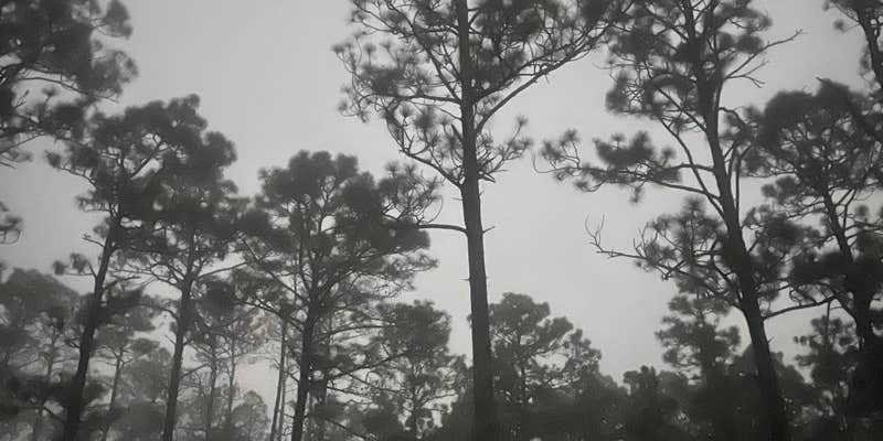 Camper submitted image from Pine Log State Forest Primitive Campsites