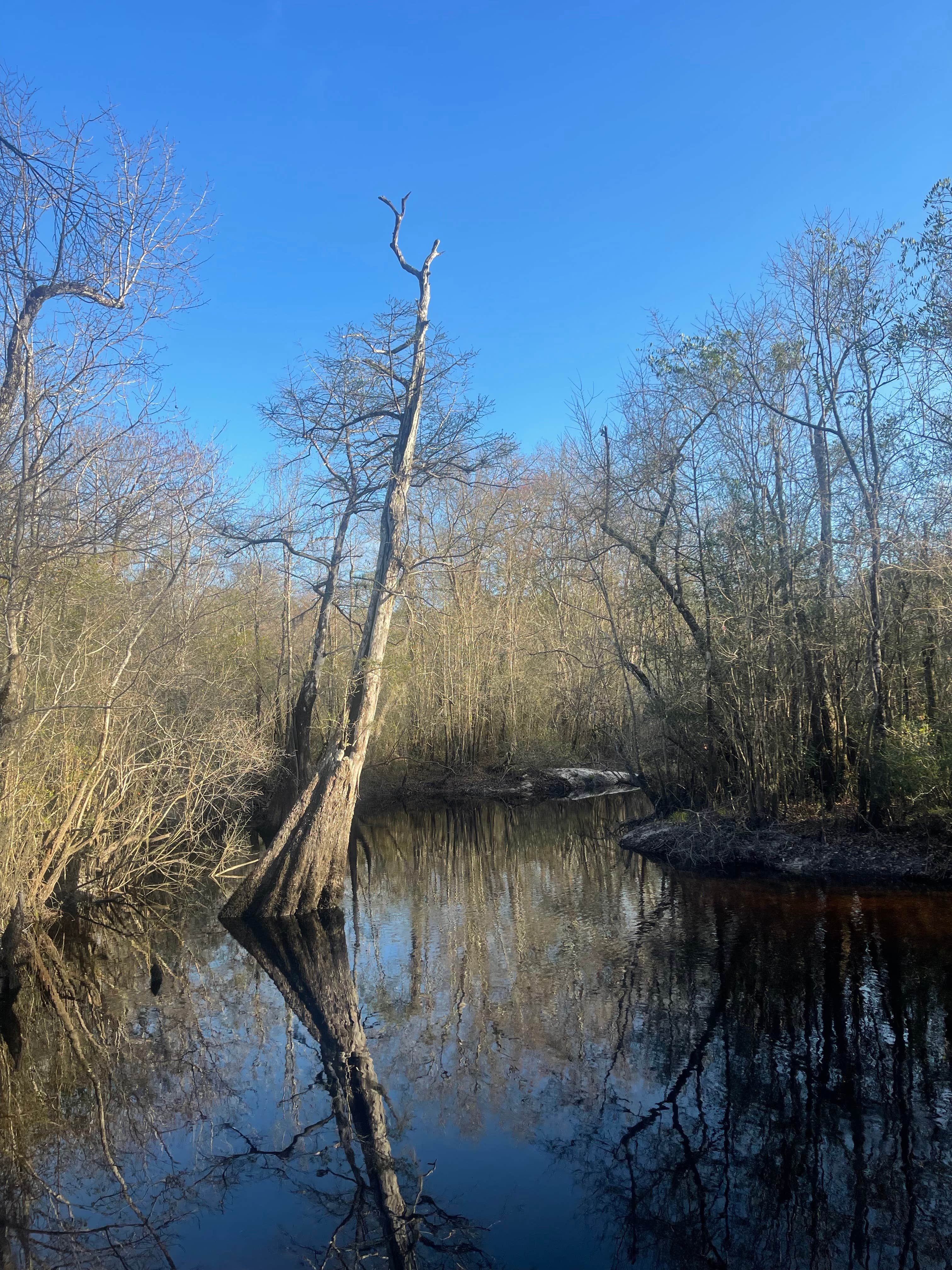 Camper-submitted photo at Pine Log State Forest Primitive Campsites near Panama City Beach, FL