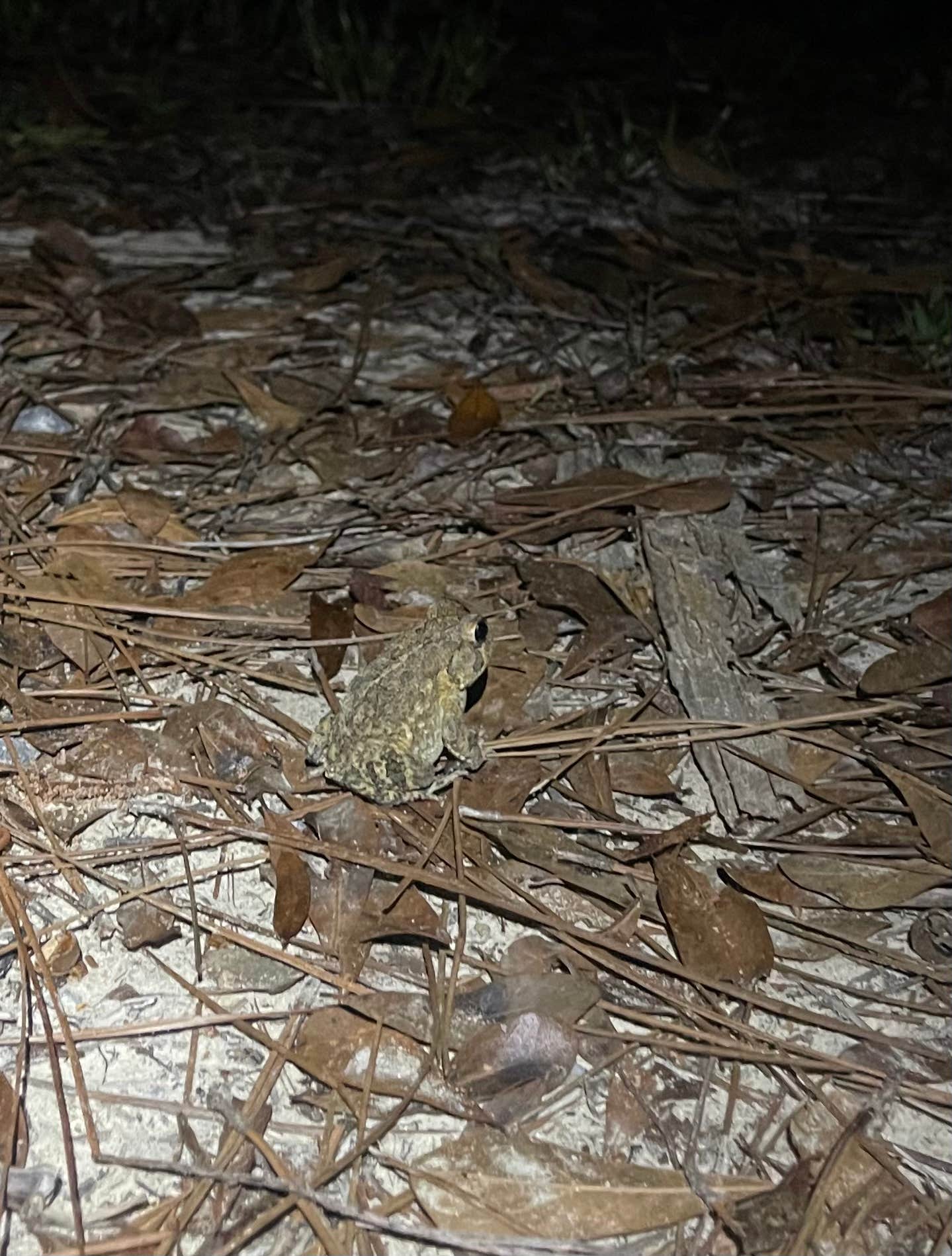 Camper-submitted photo at Pine Log State Forest Primitive Campsites near Panama City Beach, FL