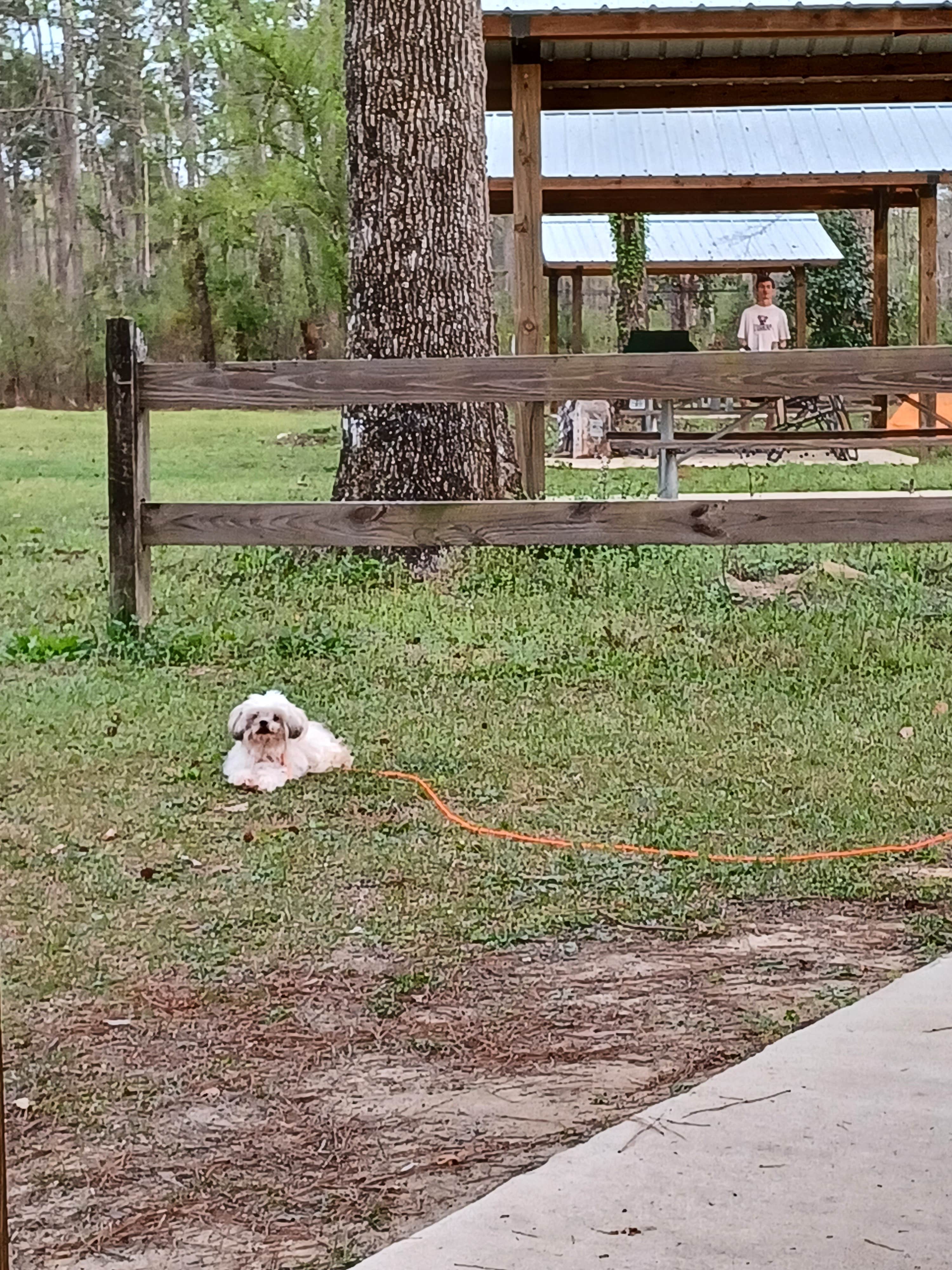 Pam G.'s photo of camping with pets at Florida River Island near Apalachicola National Forest
