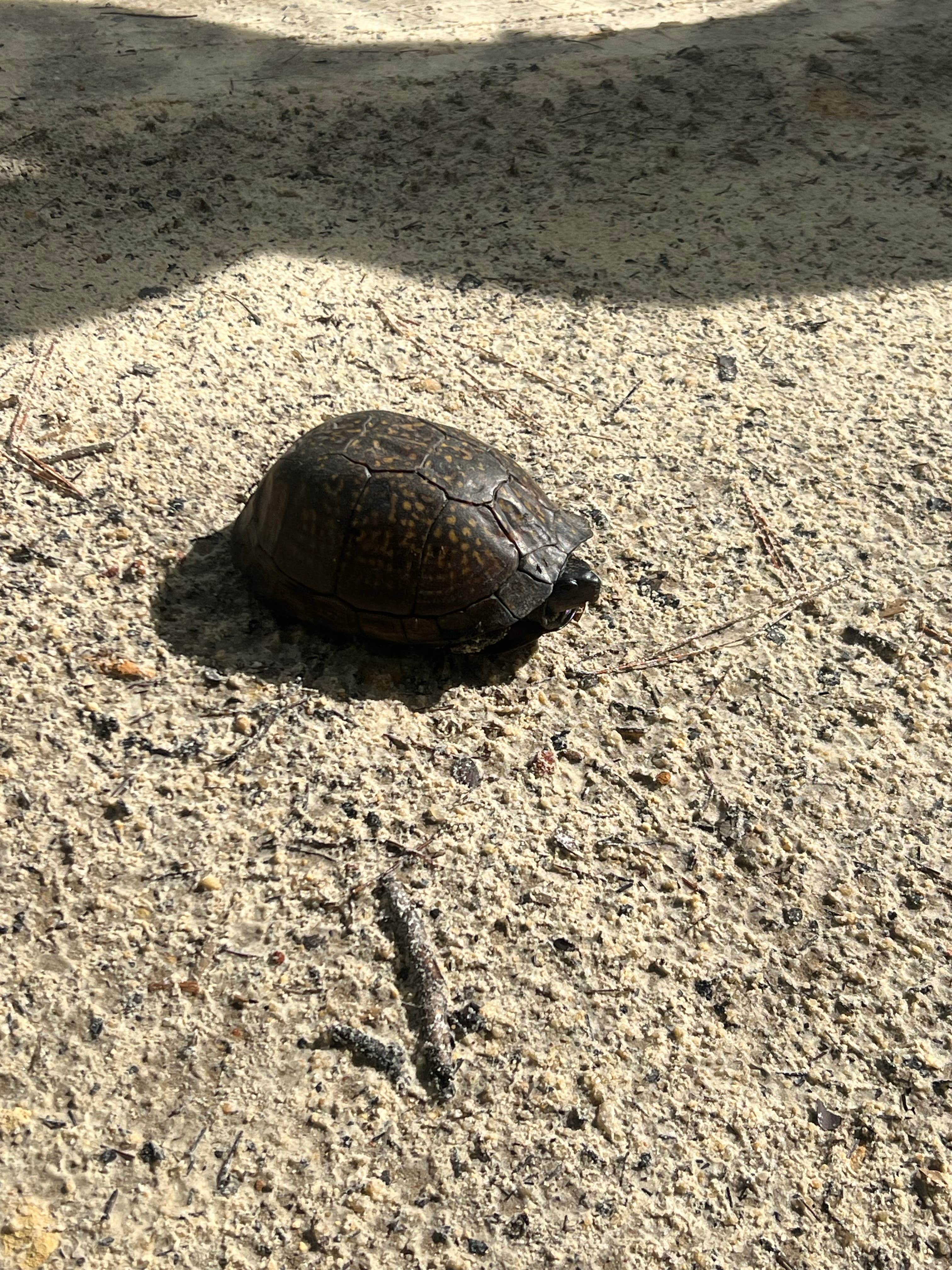Camper-submitted photo at Florida River Island near Apalachicola National Forest