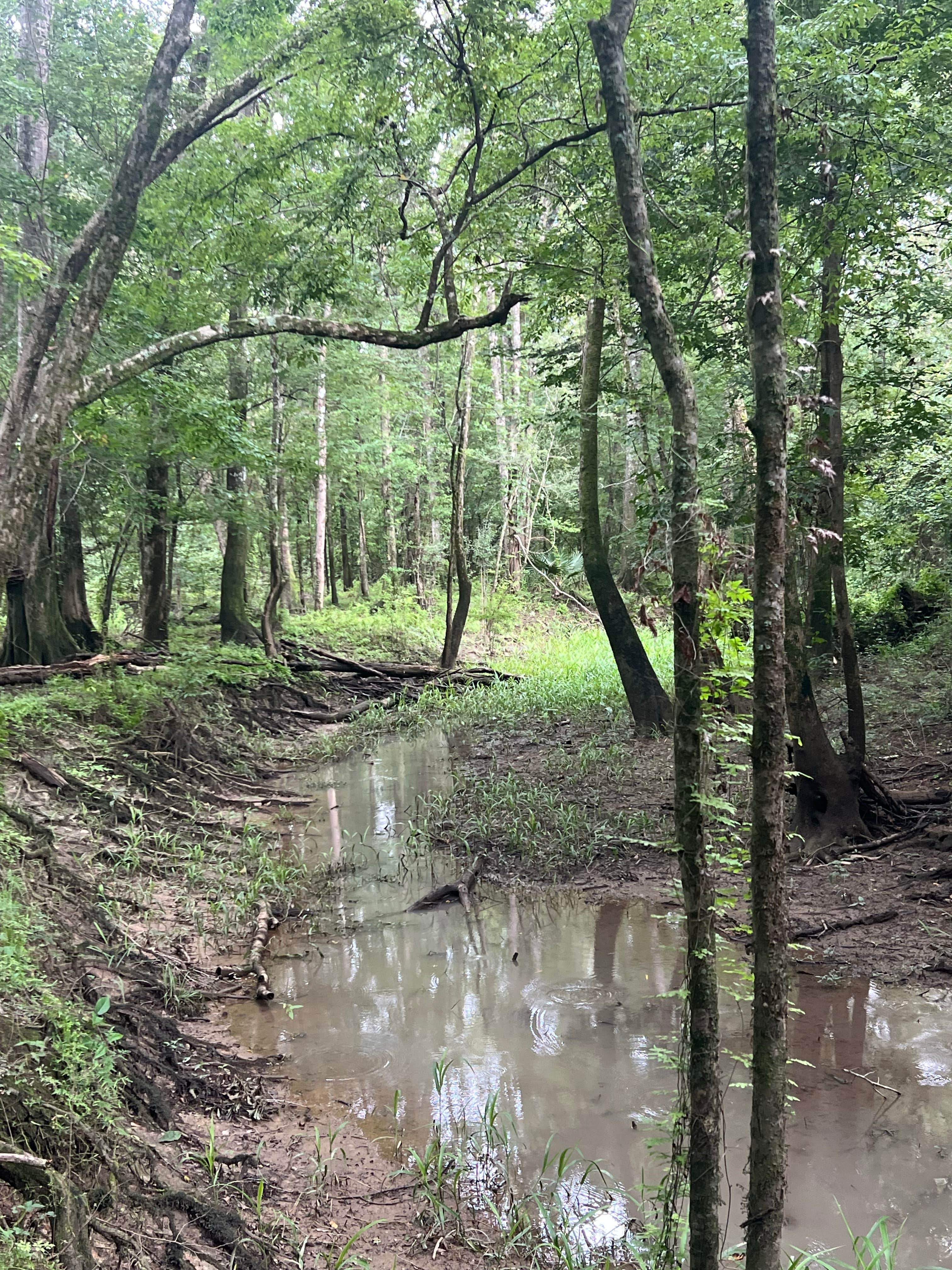 Camper-submitted photo at Florida River Island near Apalachicola National Forest