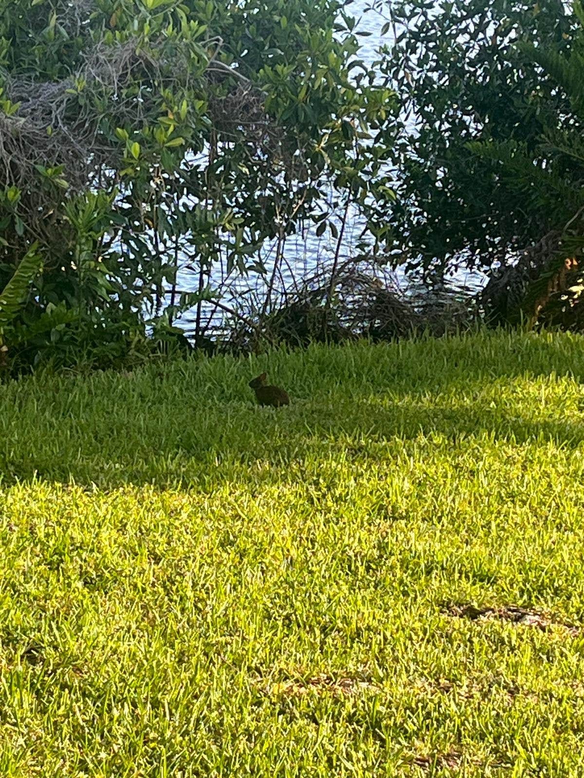 Kai Z.'s photo of camping with pets at W.P. Franklin N near St. James City, FL