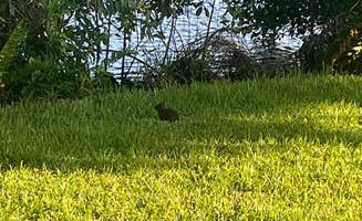 Kai Z.'s photo of camping with pets at W.P. Franklin N near Bonita Springs, FL