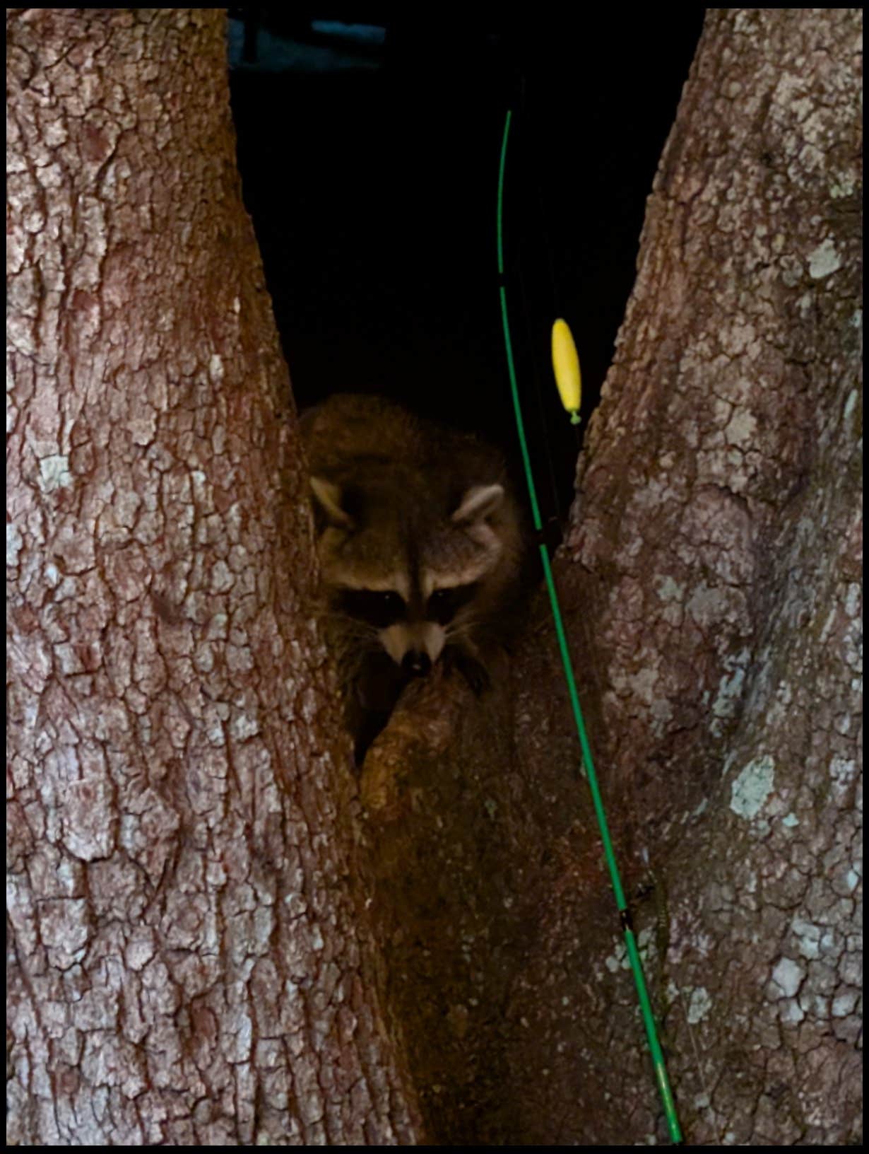 Ryan A.'s photo of camping with pets at Cypress Glen Campground near Bushnell, FL