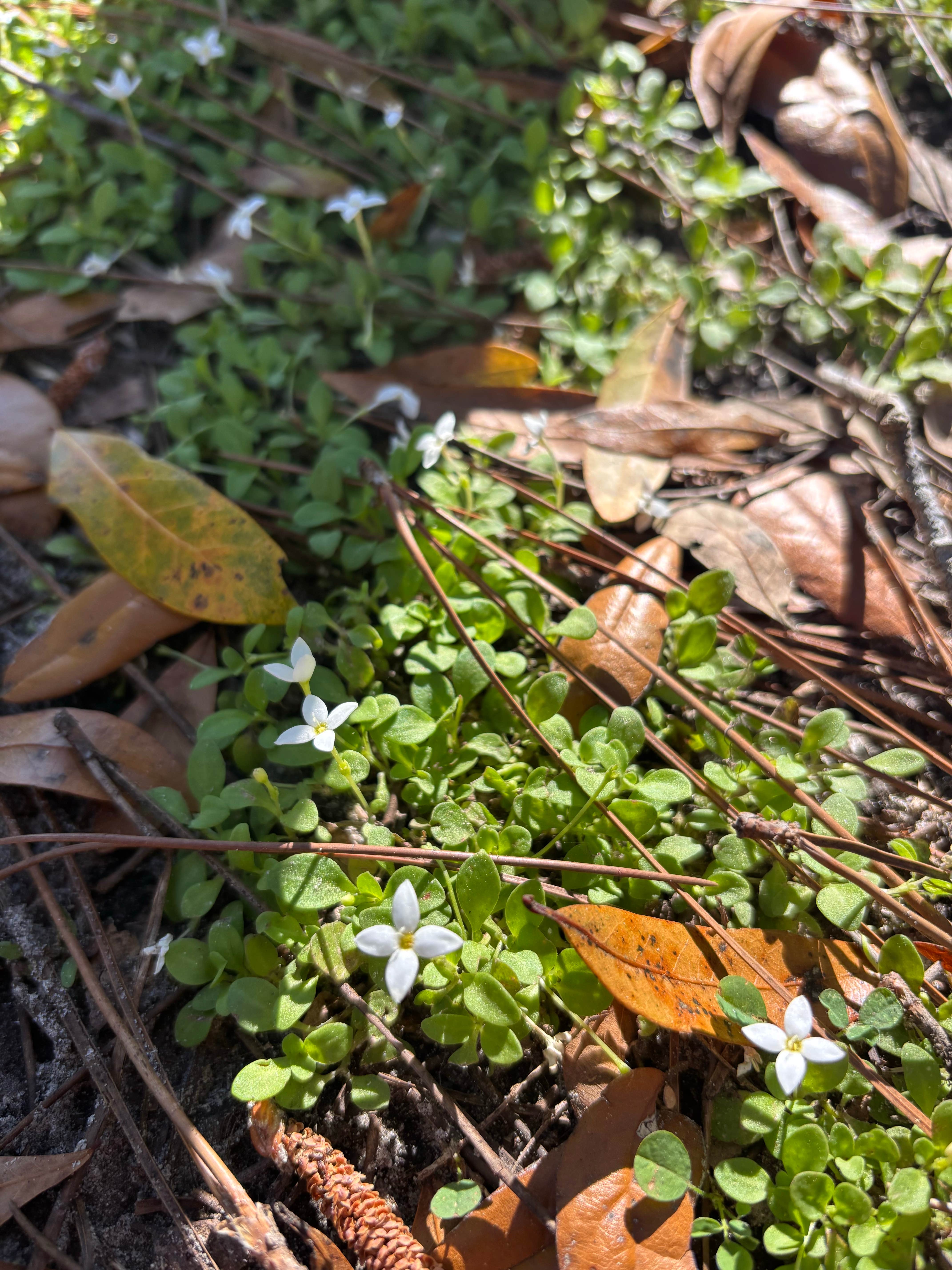 Camper-submitted photo at Mutual Mine Campground — Withlacoochee State Forest near Inverness, FL