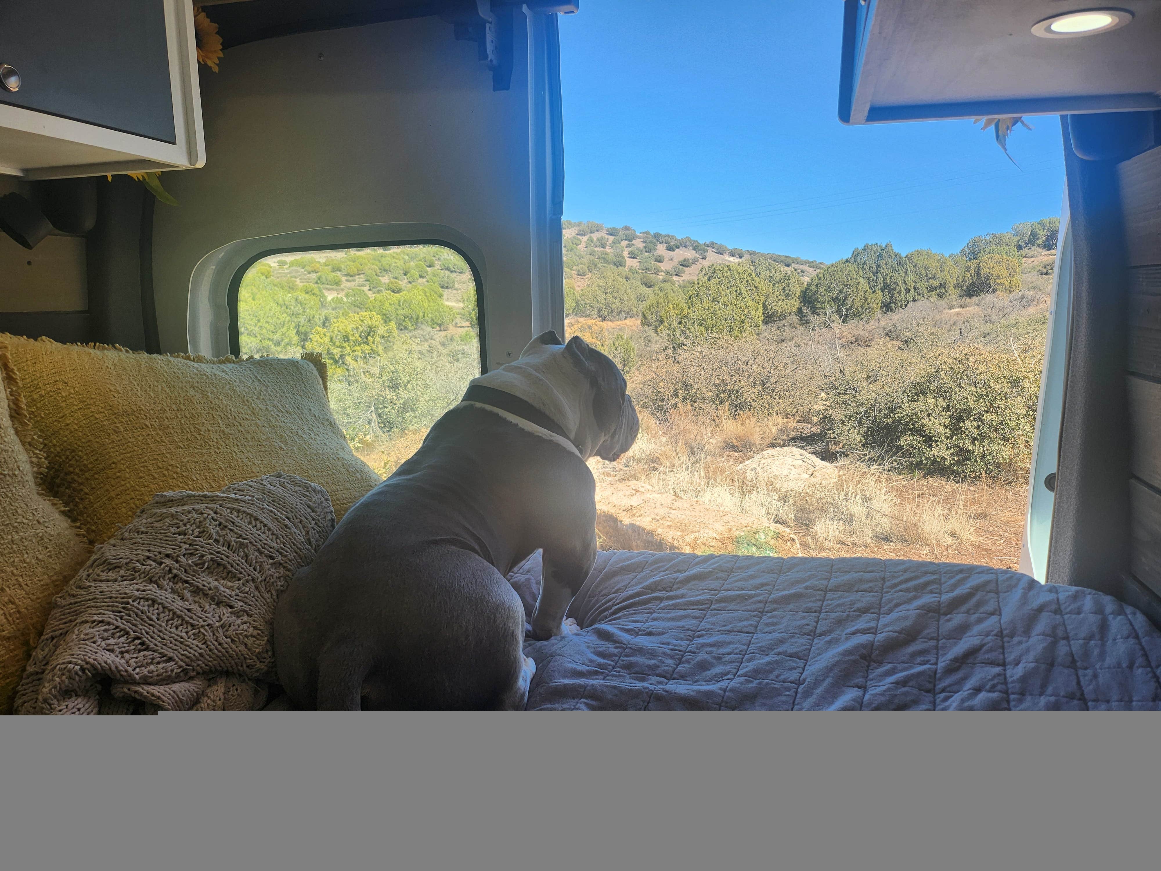 Kelda C.'s photo of camping with pets at Flower Pot USFS Dispersed near Prescott National Forest