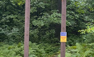 Chris P.'s photo of camping with pets at FlowMama Trail Head Dispersed near Lake Nebagamon, WI