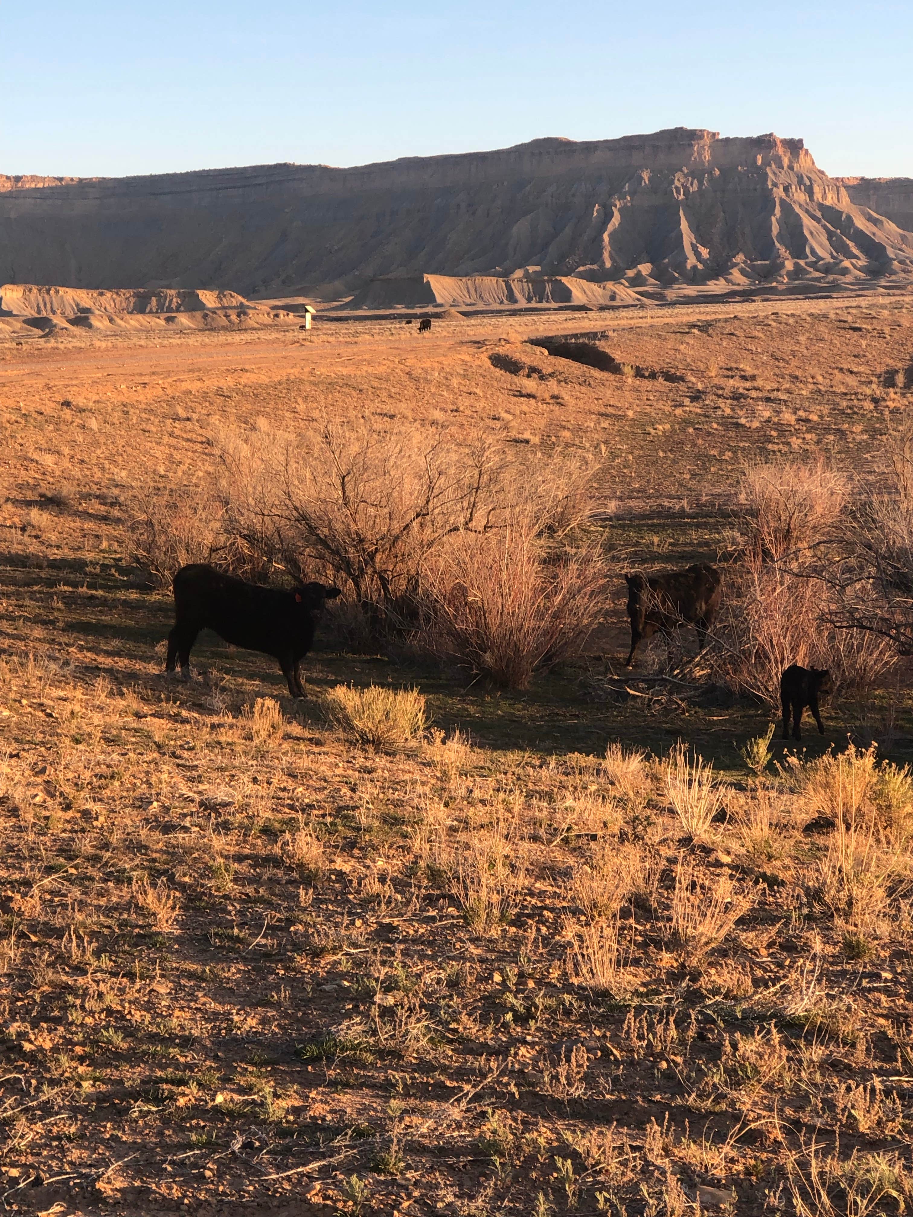 Eliza G.'s photo of camping with pets at Floy Exit #175 Dispersed BLM near Green River, UT