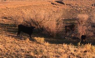 Eliza G.'s photo of camping with pets at Floy Exit #175 Dispersed BLM near Green River, UT