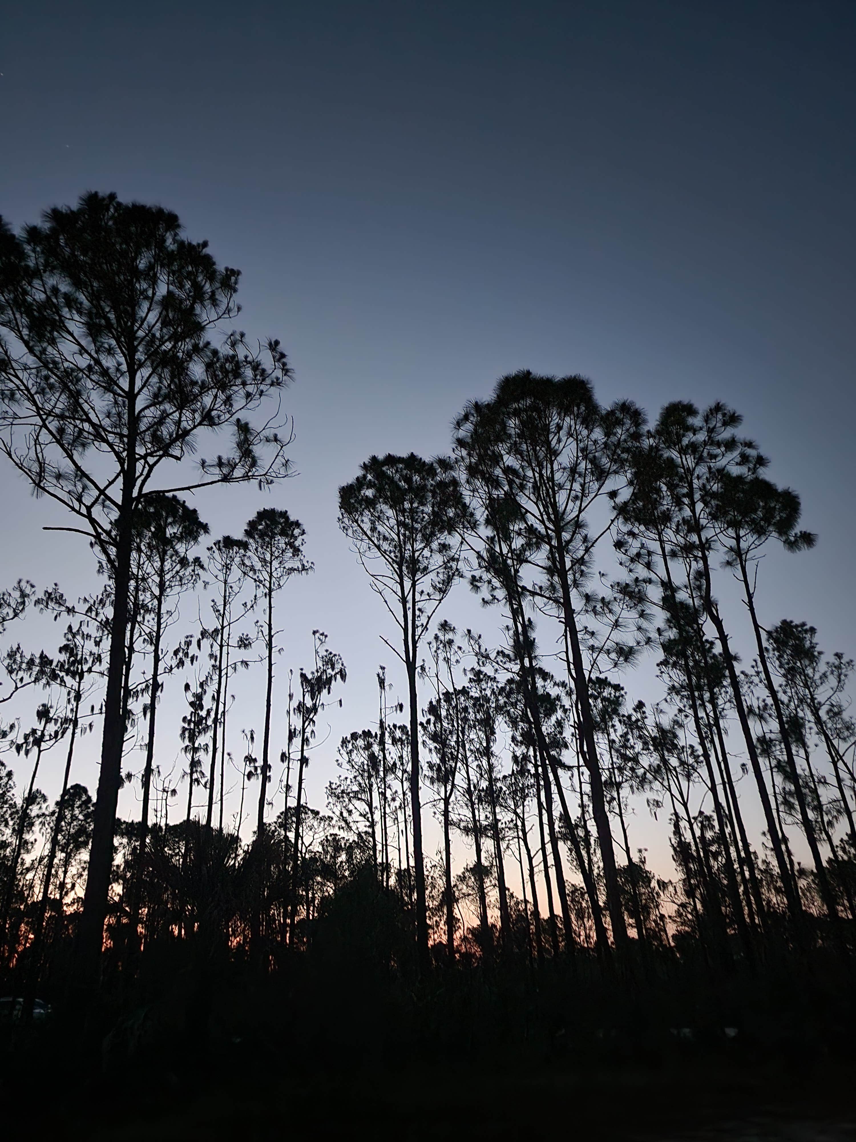 Camper submitted image from Flying A Primitive Campsite - Myakka State Park - 2