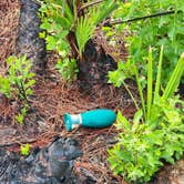 Review photo of Flying A Primitive Campsite - Myakka State Park by Josh M., May 14, 2024