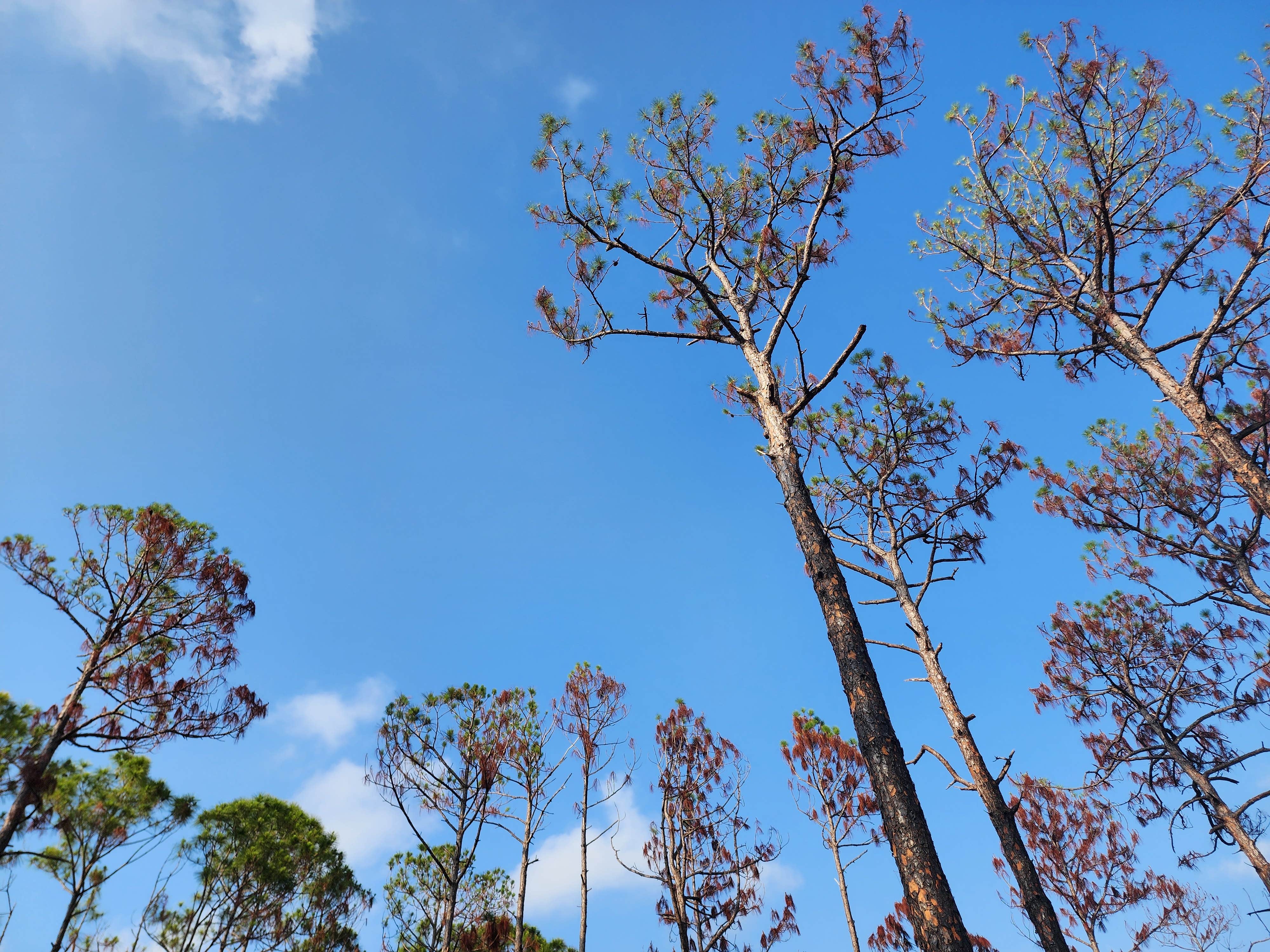 Camper-submitted photo at Flying A Campground — Myakka State Forest near Captiva, FL