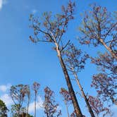 Review photo of Flying A Primitive Campsite - Myakka State Park by Josh M., May 14, 2024