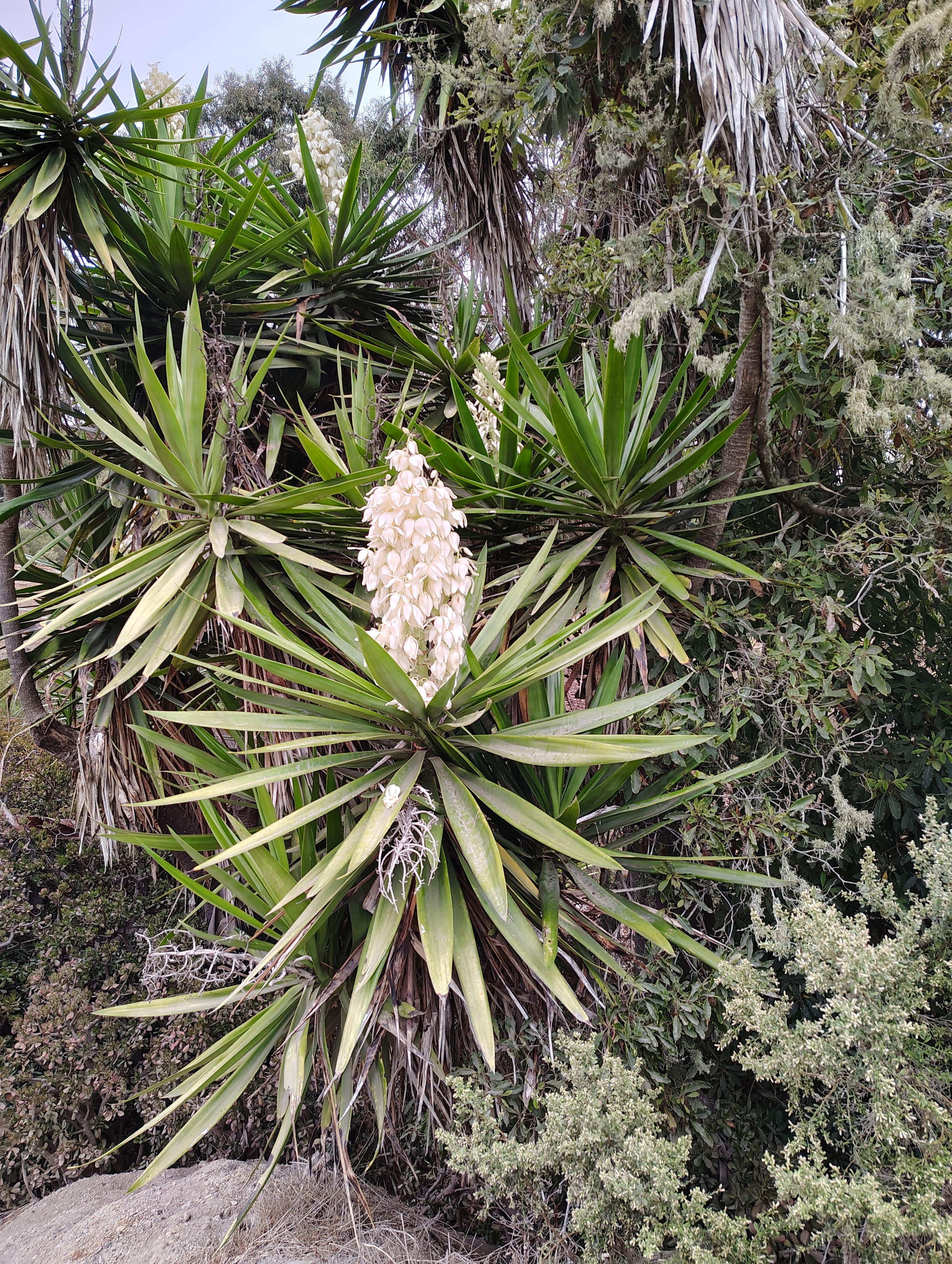 Camper-submitted photo at Flying Flags Avila Beach near Morro Bay, CA