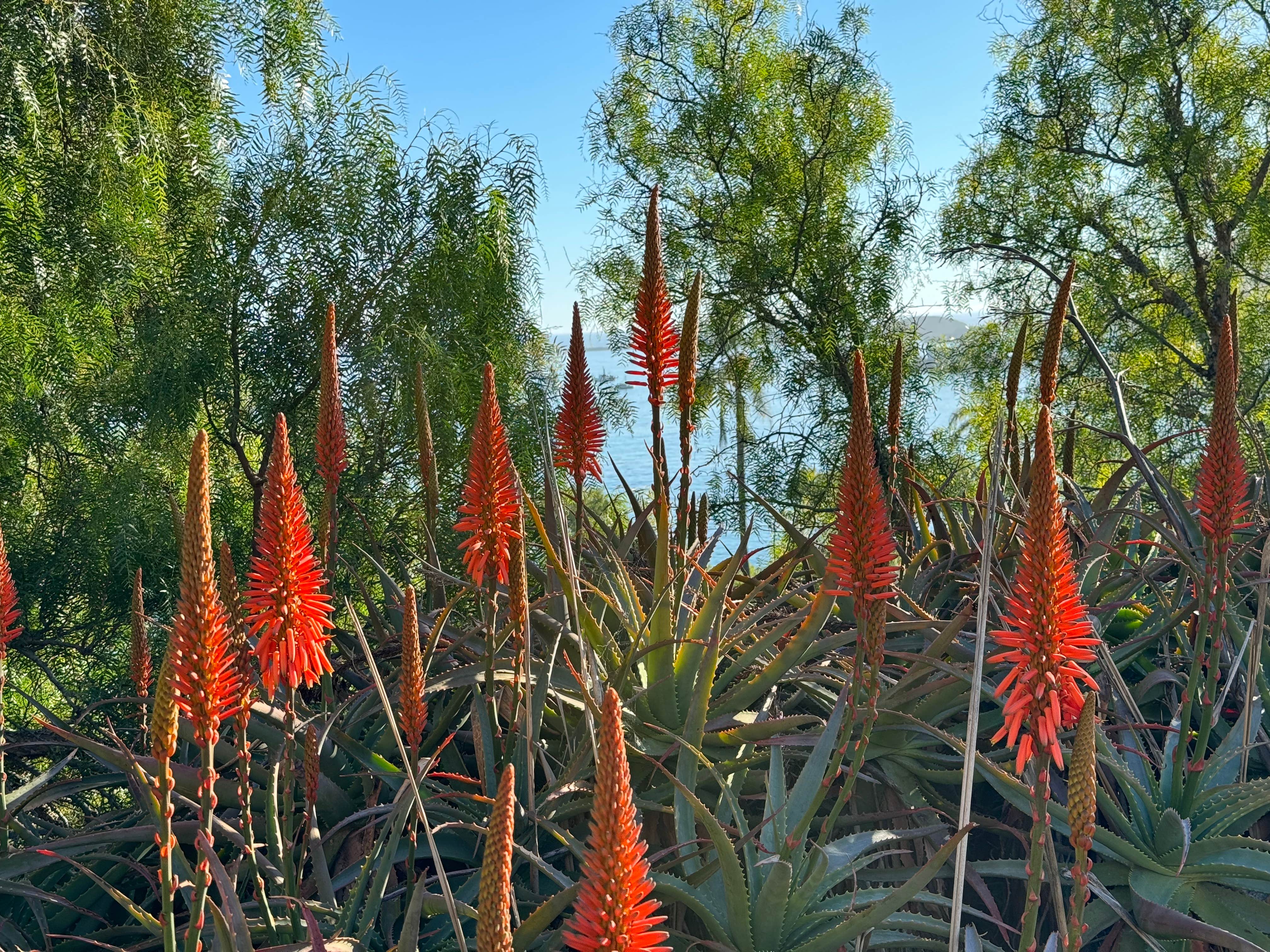 Camper-submitted photo at Flying Flags Avila Beach near Morro Bay, CA