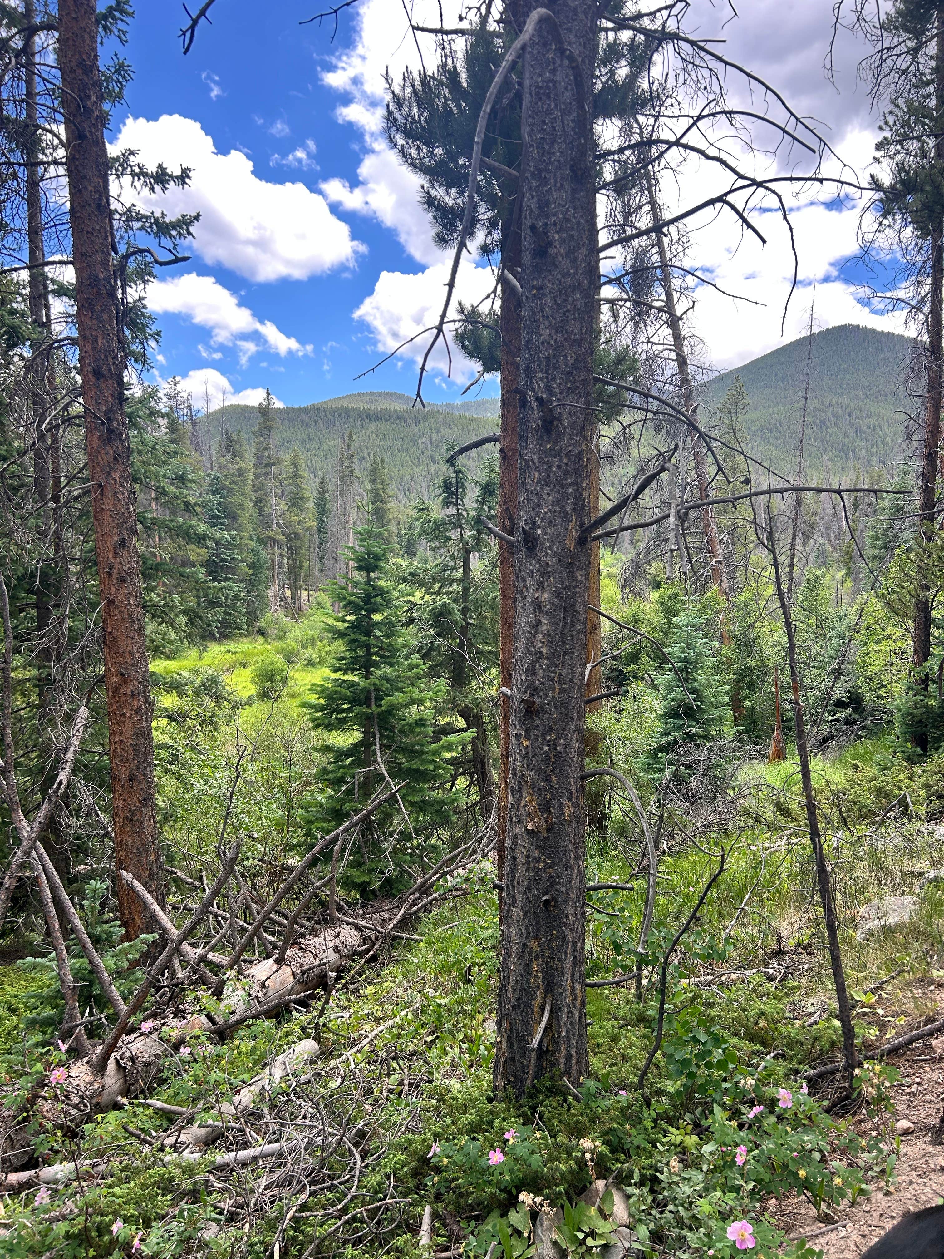 Camper-submitted photo at Fooses Creek Dispersed Camping near Howard, CO