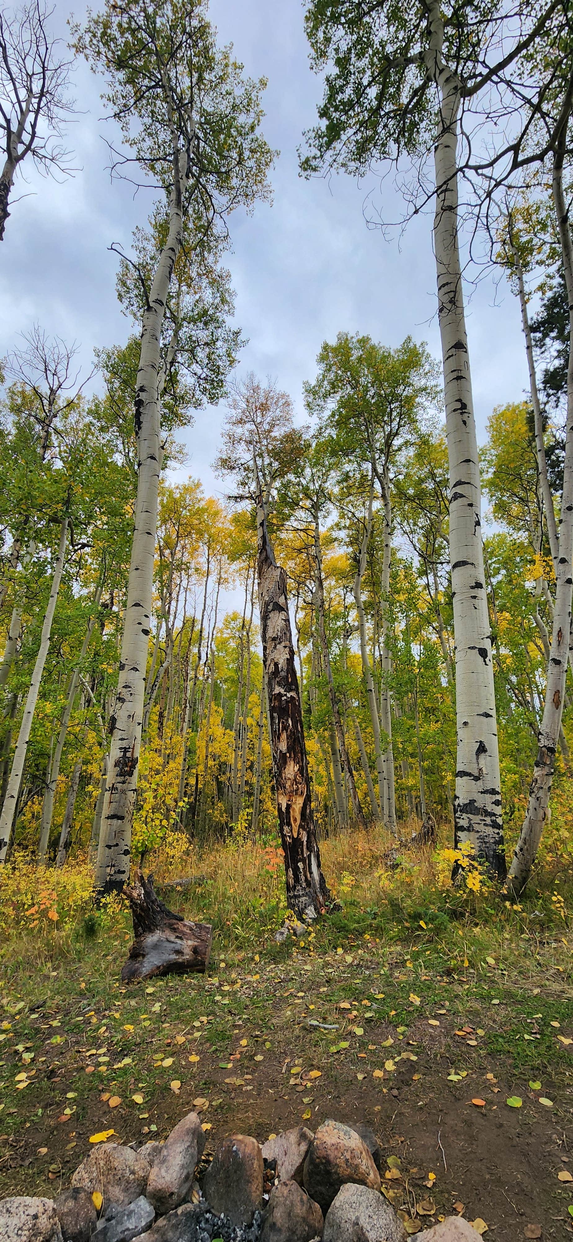 Camping near 228A Dispersed Campsite: Fooses Creek Dispersed Camping, Monarch, Colorado