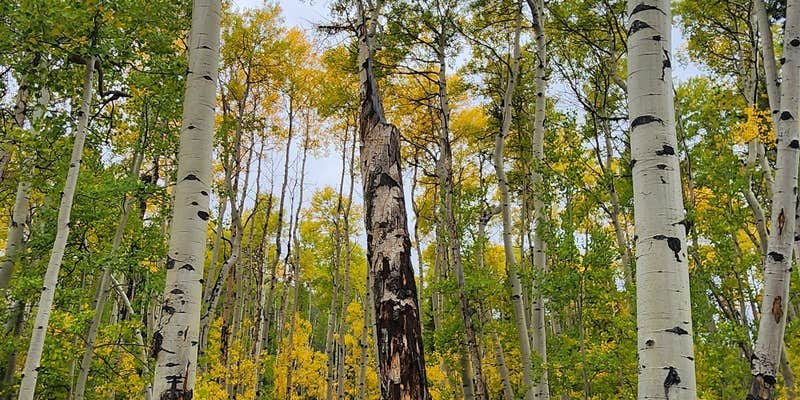 Camper submitted image from Fooses Creek Dispersed Camping