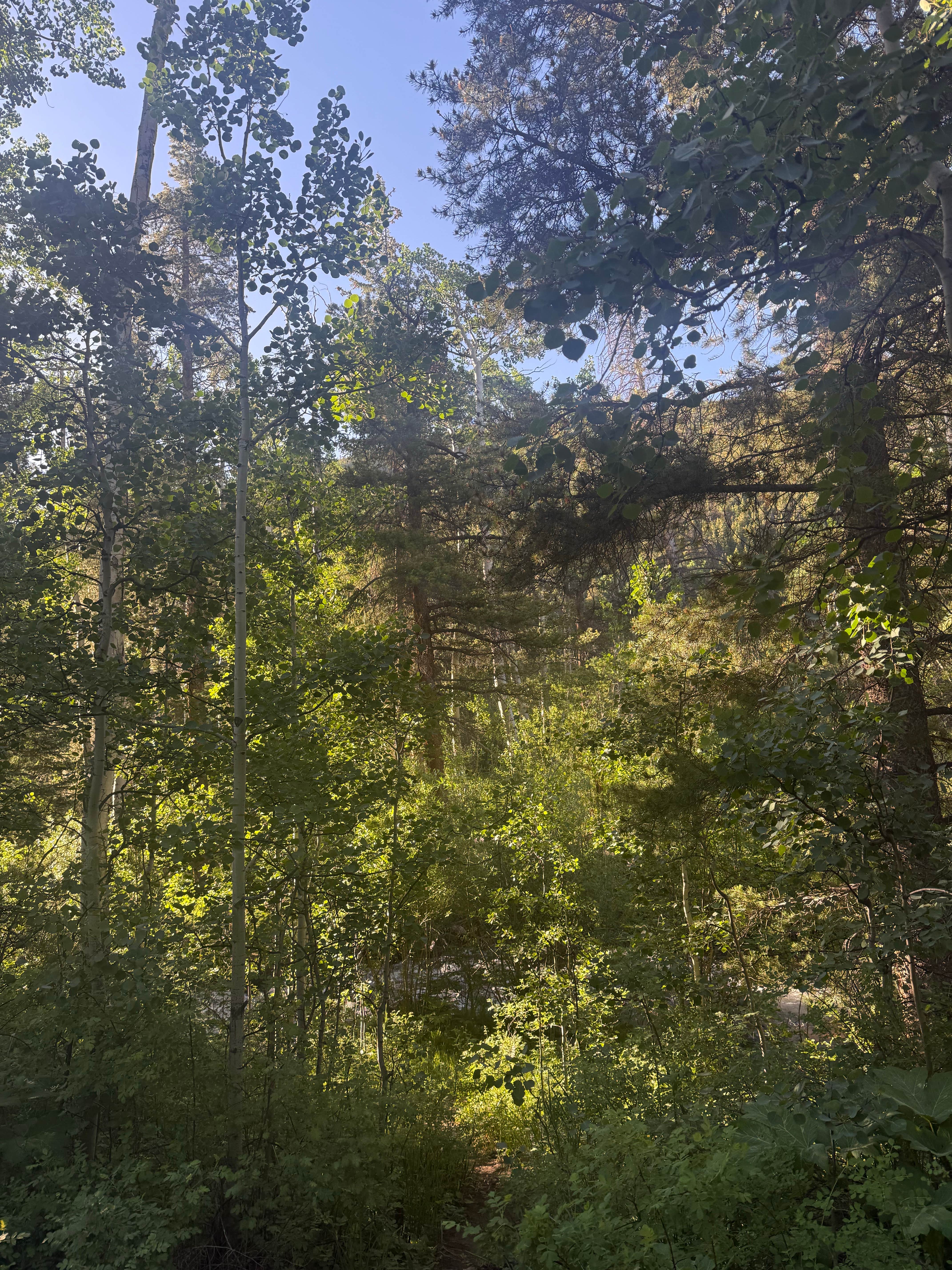 Camper-submitted photo at Fooses Creek Dispersed Camping near Howard, CO