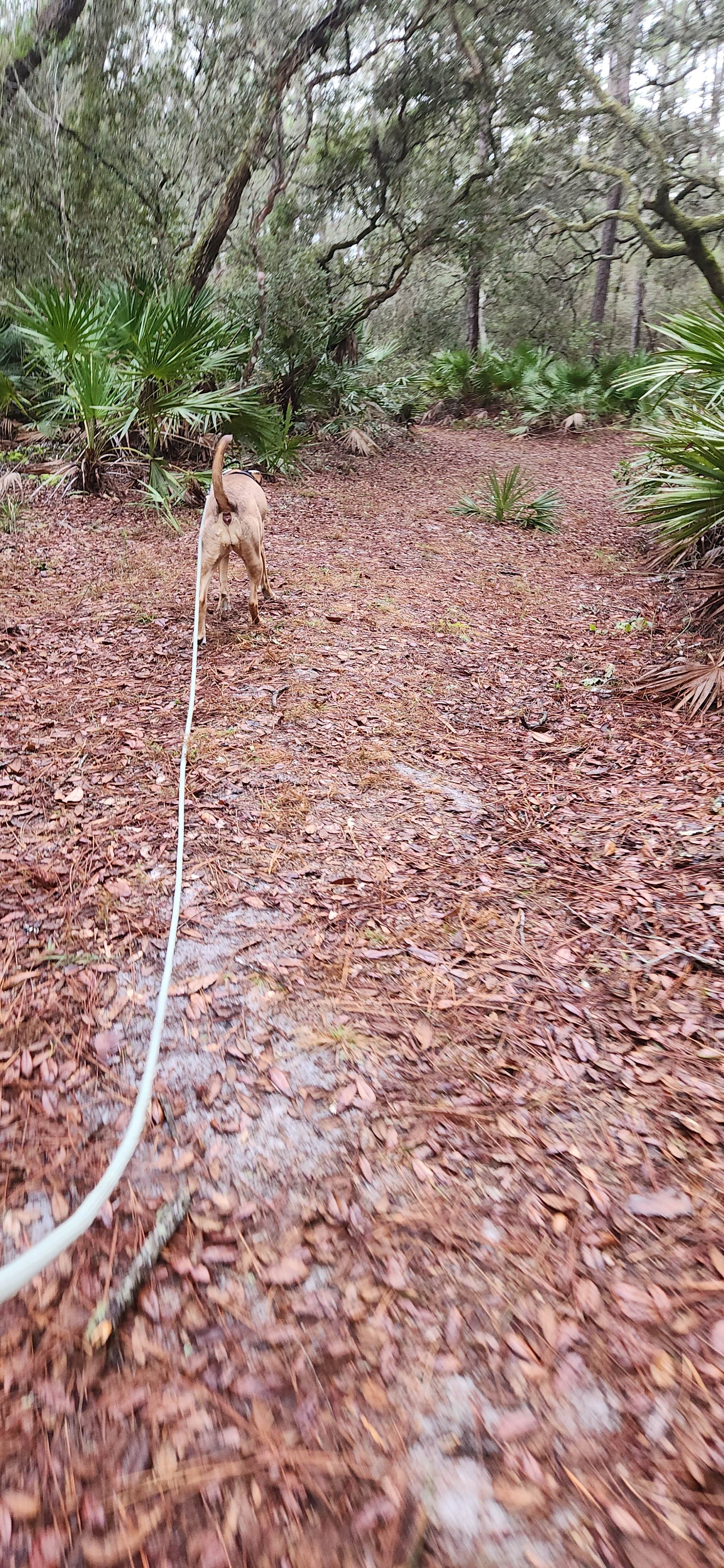 PIXIE B.'s photo of camping with pets at Fore Lake Campground near Ocala National Forest