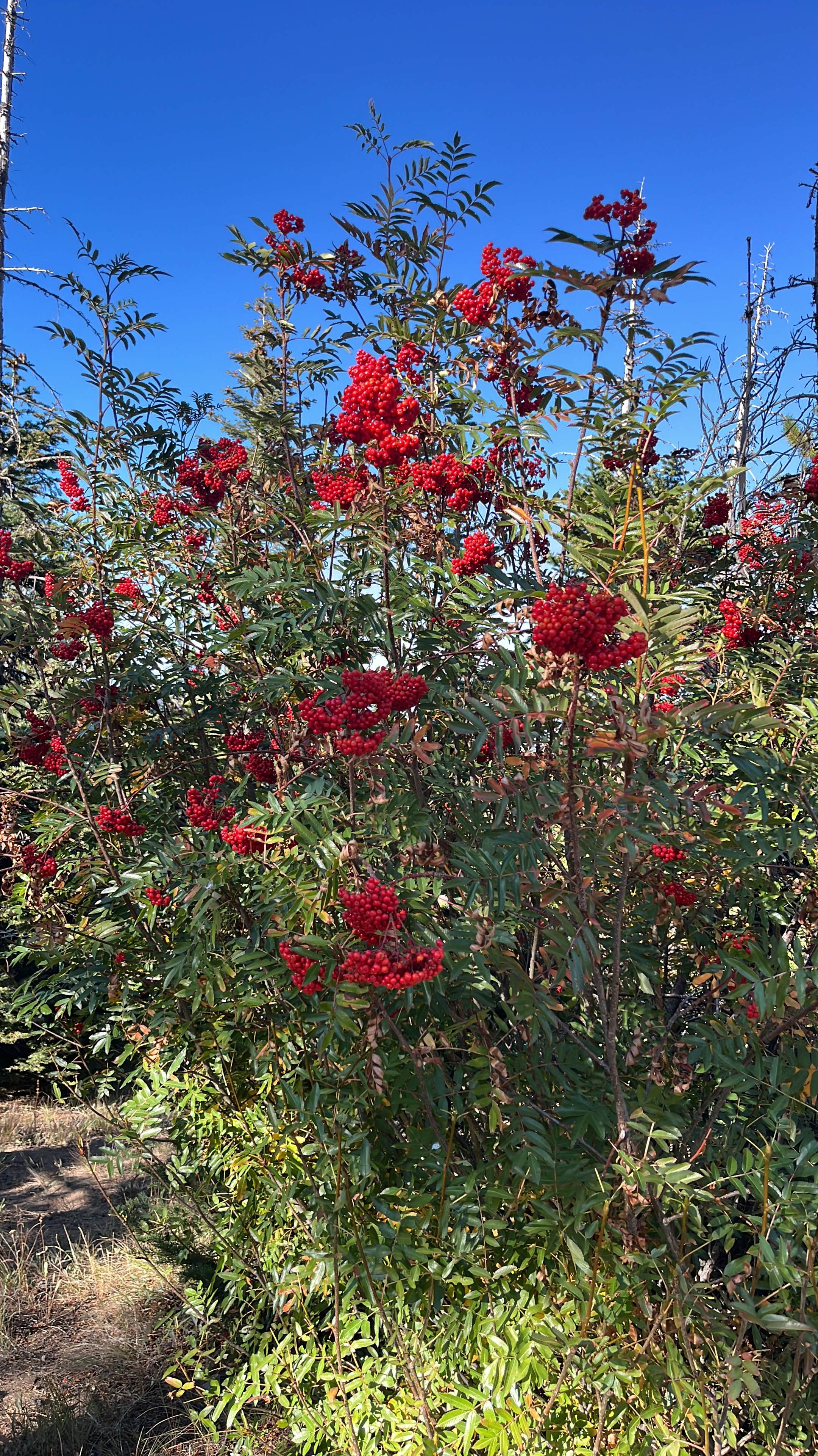 Camper-submitted photo at Forest Rd 2730 - Mt Hood NF near Hood River, OR