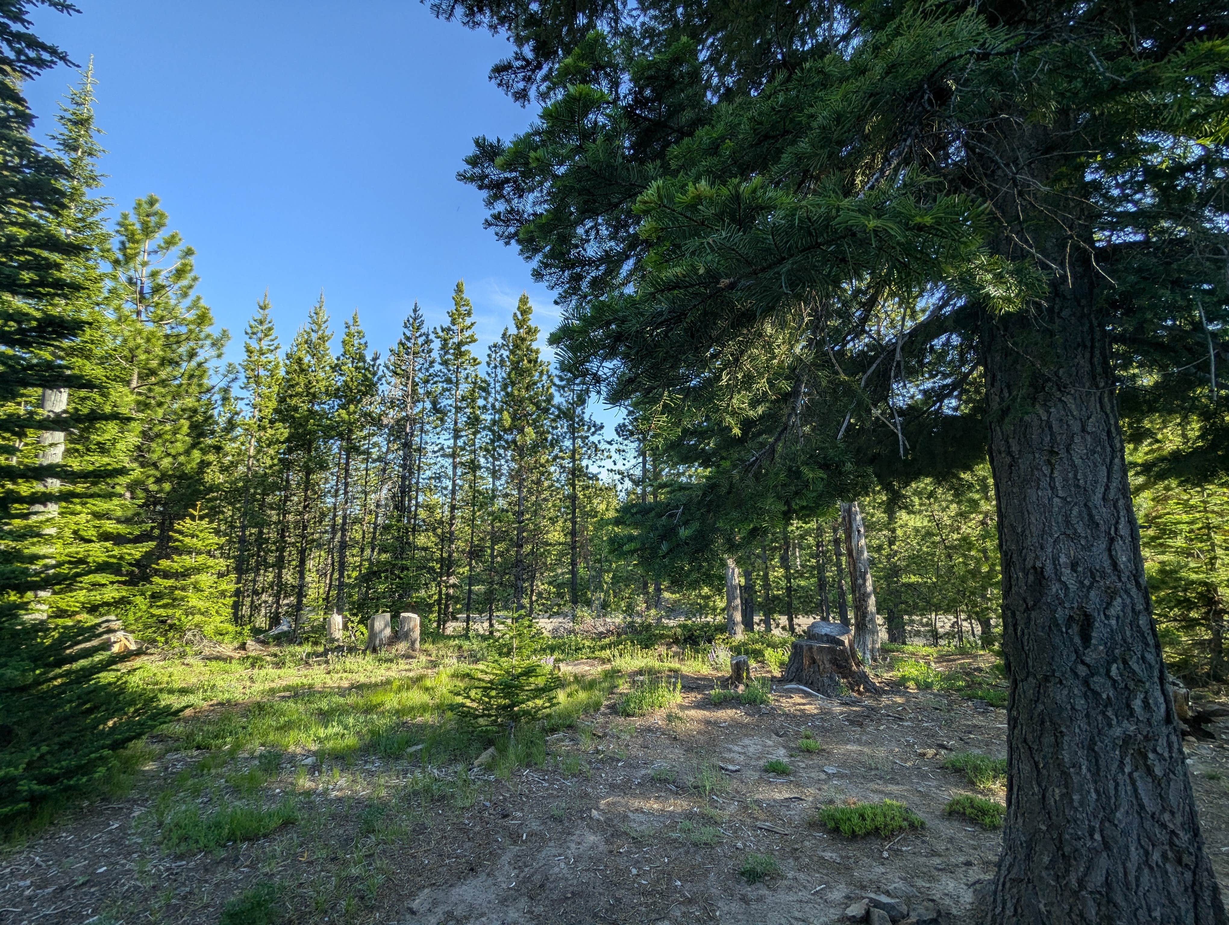 Camper submitted image from Forest Rd 2730 - Mt Hood NF - 2