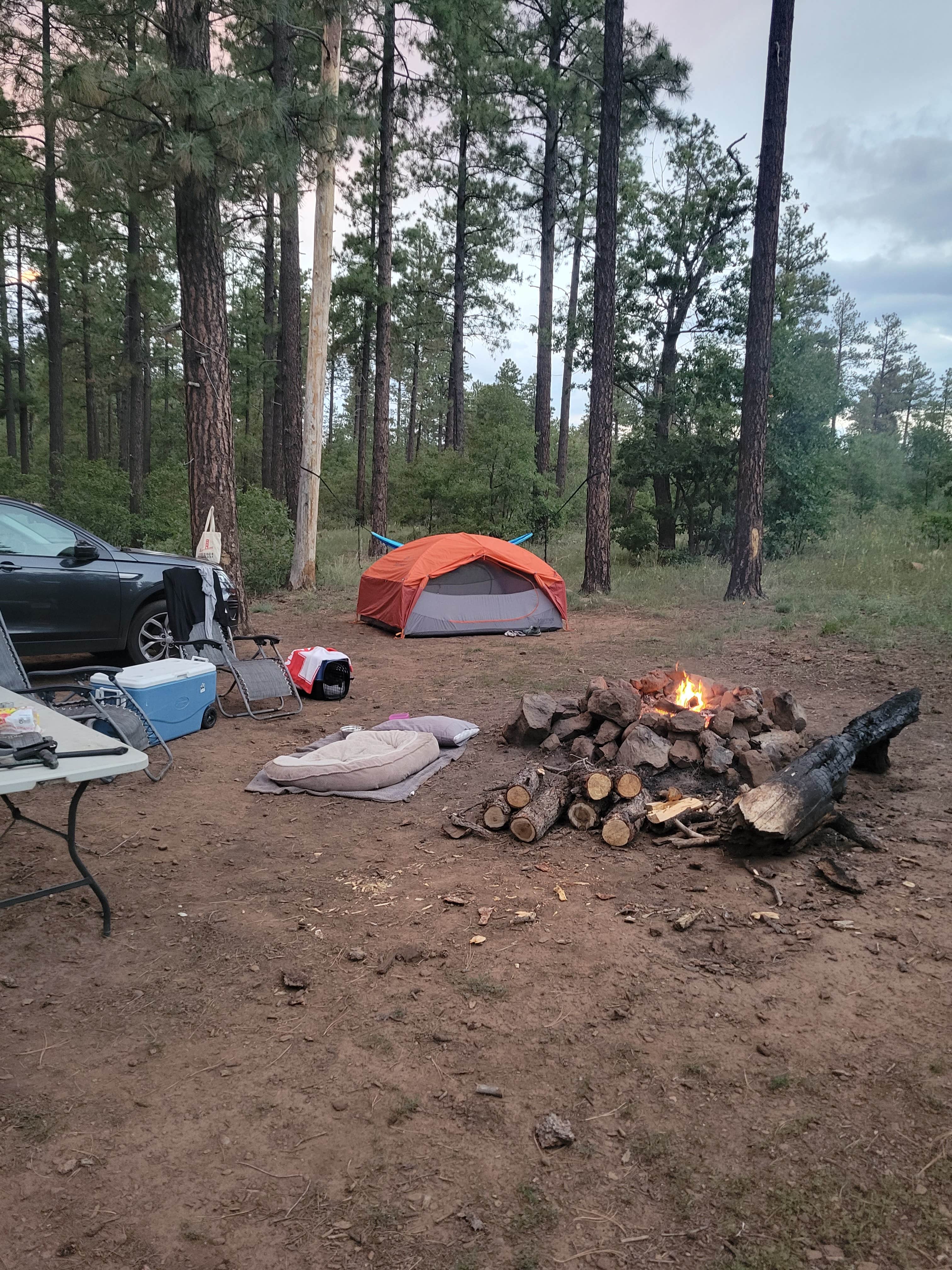 Camper submitted image from Cocino National Forest - Rd. 535 - 4