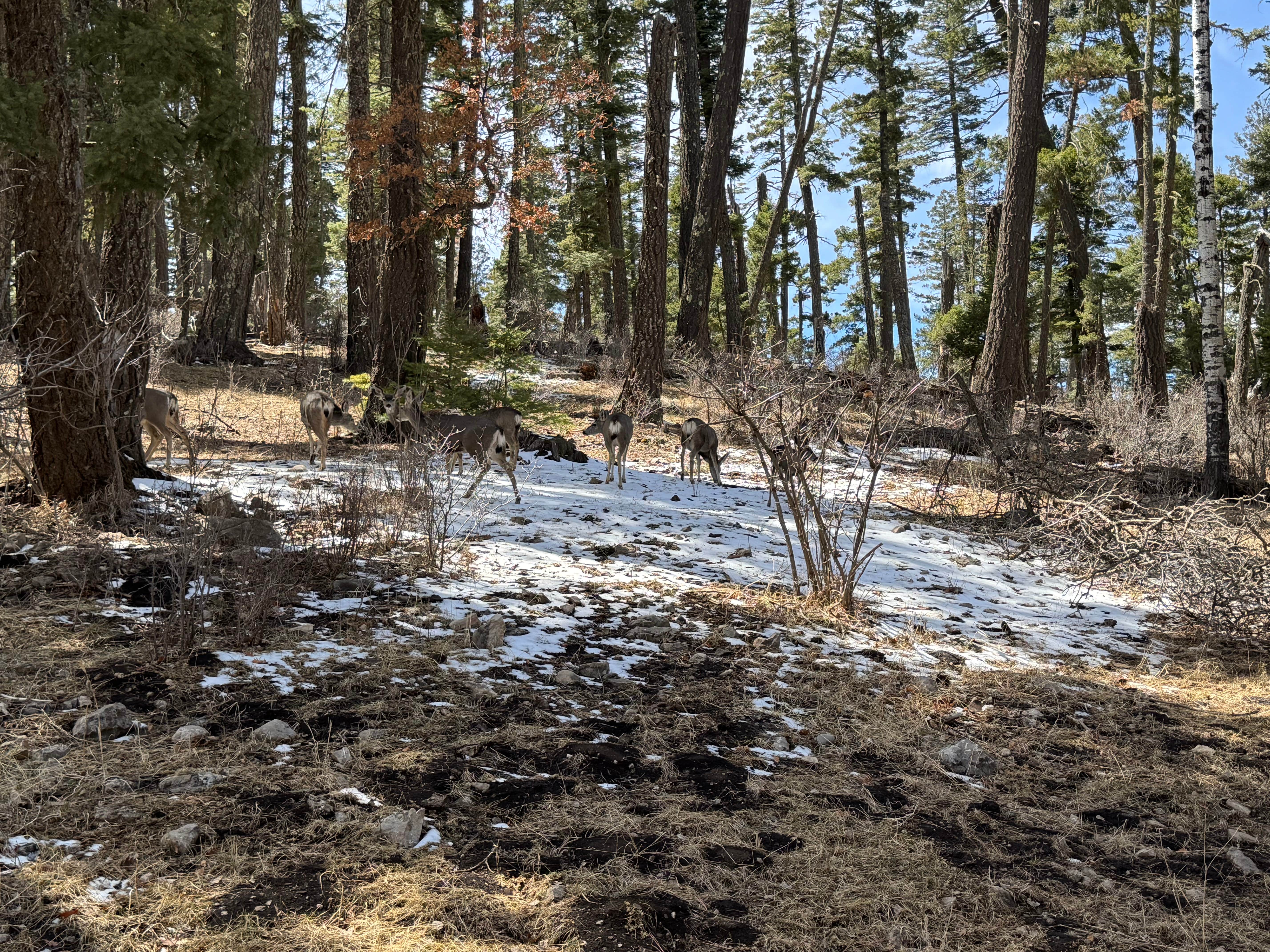 gary M.'s photo of camping with pets at Forest Rd 568 Dispersed near Alamogordo, NM