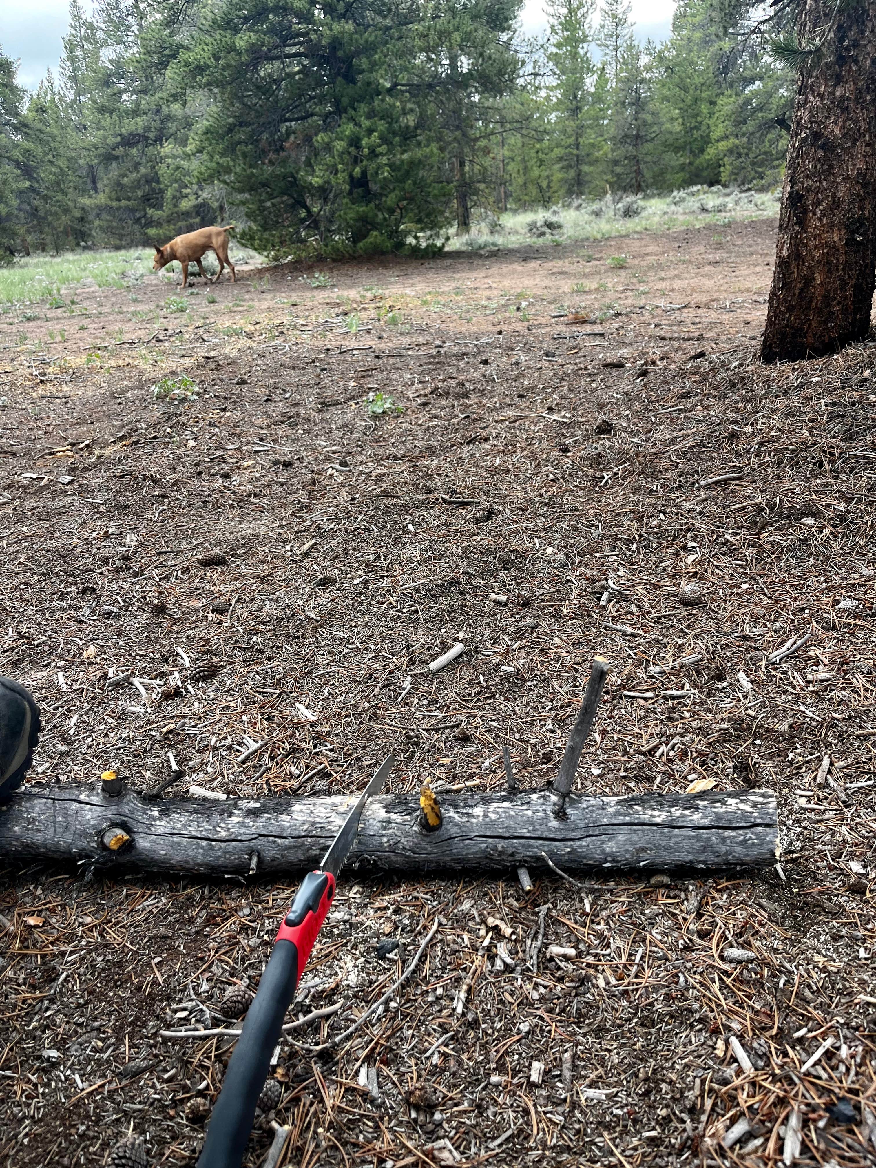 Marasha L.'s photo of camping with pets at Forest Road 130 near Leadville, CO