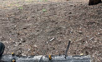 Marasha L.'s photo of camping with pets at Forest Road 130 near Granite, CO