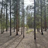 Review photo of Forest Road 130 by Rachel H., June 5, 2024