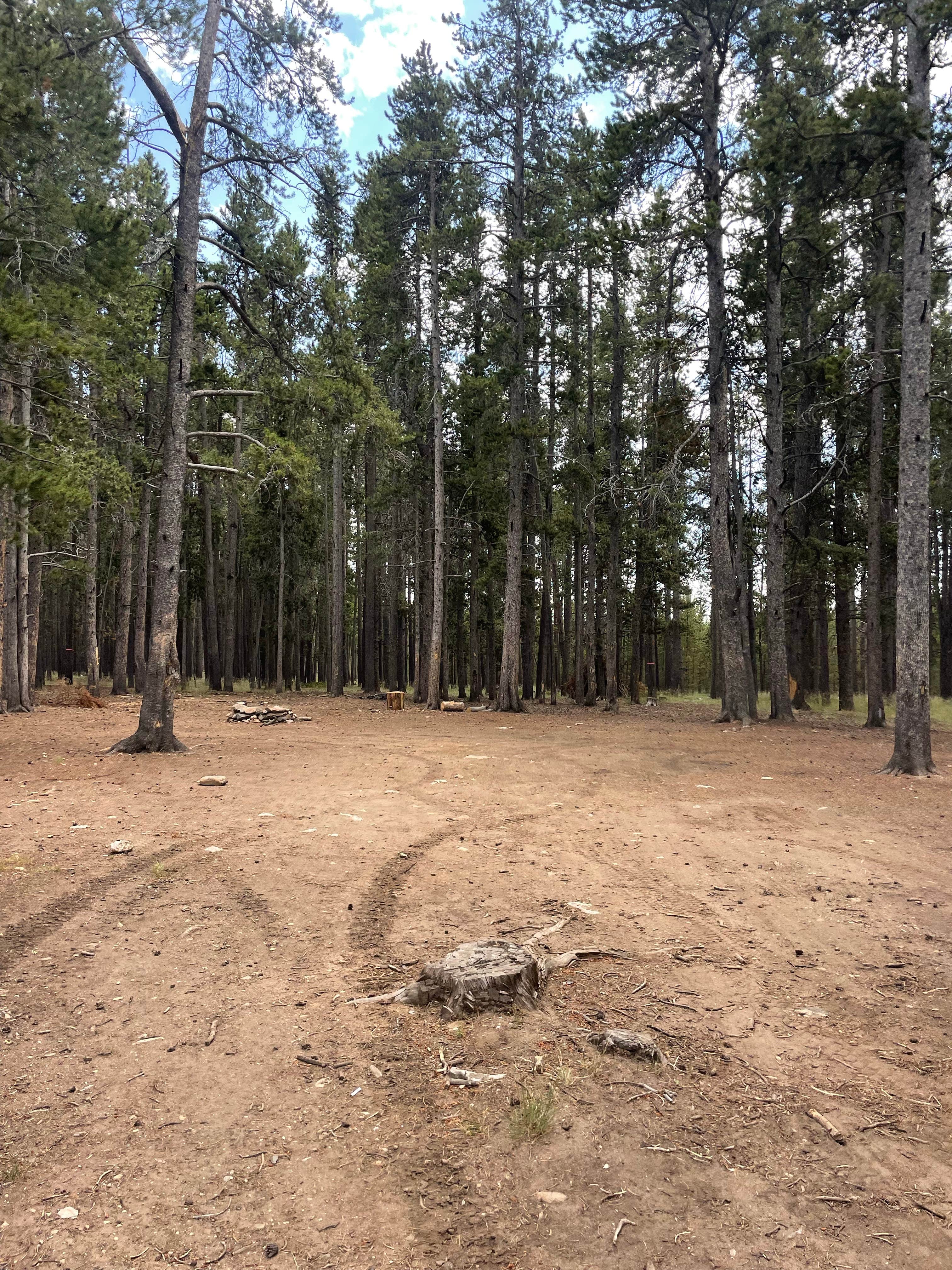 Camping near Muddy Guard Cabin: Forest Road 131, Buffalo, Wyoming