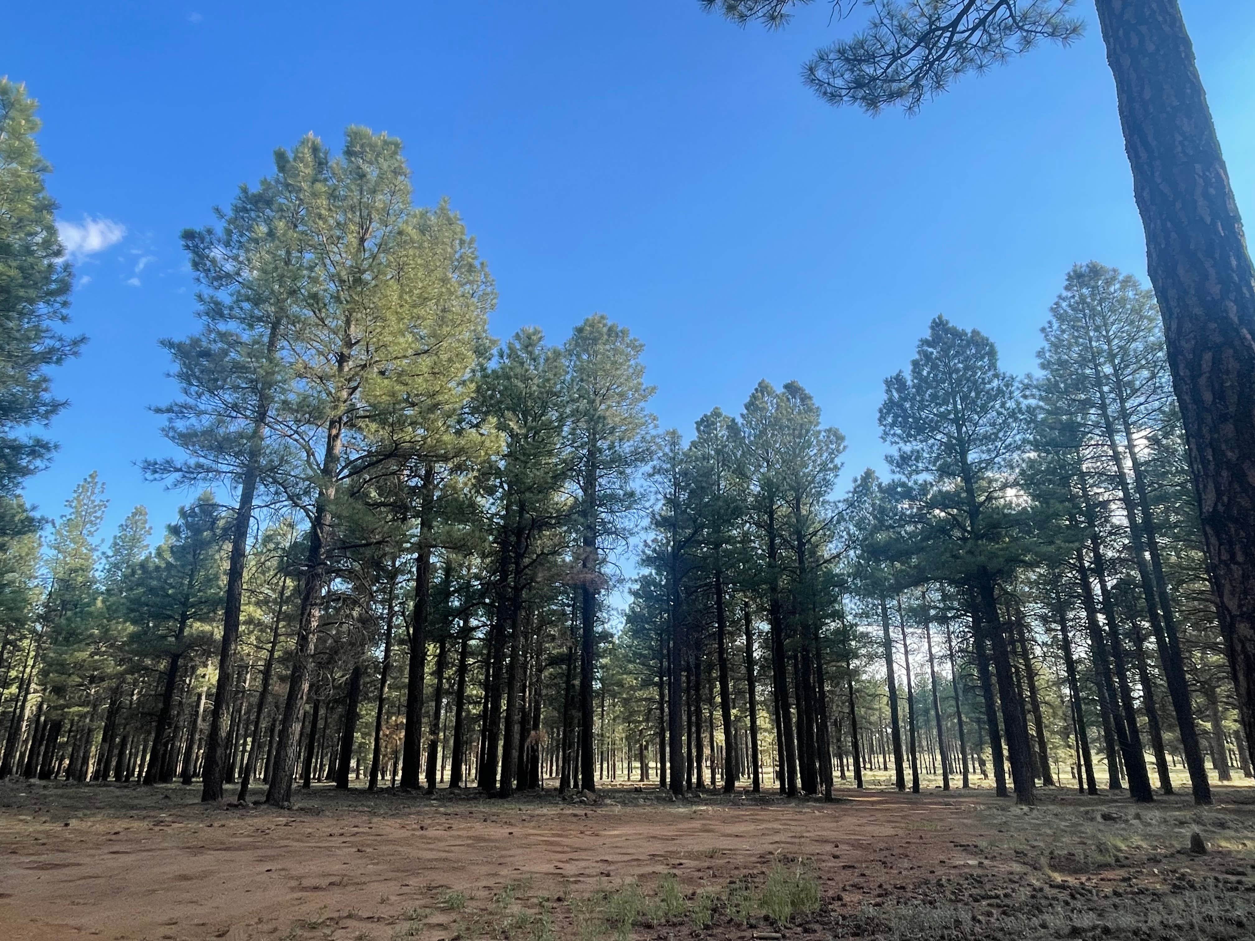 Camping near FR 222 Dispersed: forest road 171 disperse camping, Bellemont, Arizona