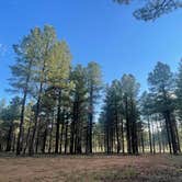 Review photo of forest road 171 disperse camping by Evelyn O., July 1, 2025