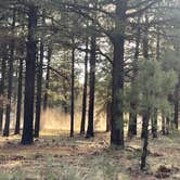 Review photo of forest road 171 disperse camping by Evelyn O., July 1, 2025