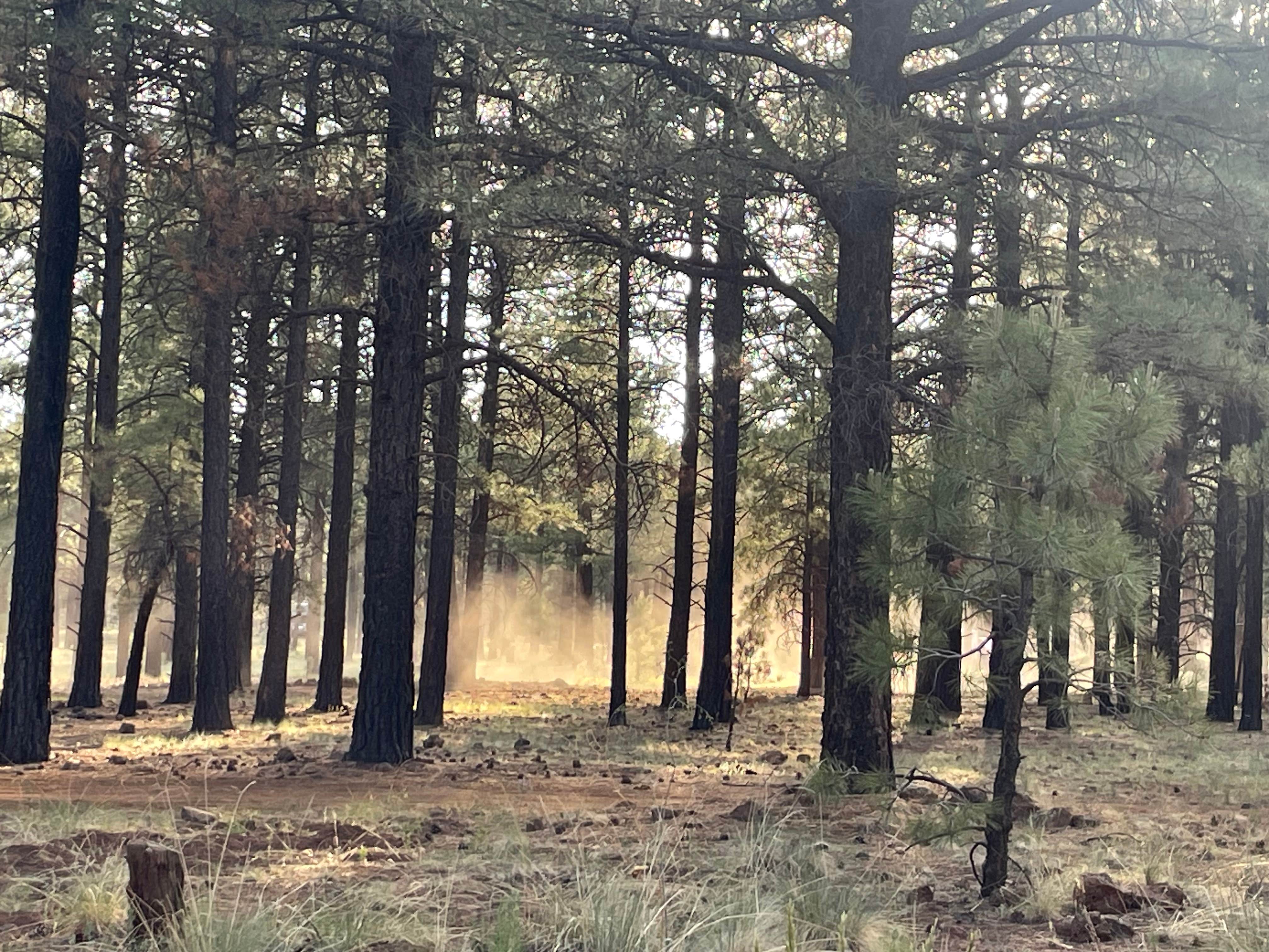 Camper submitted image from forest road 171 disperse camping - 2