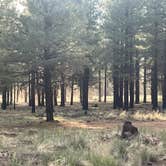 Review photo of forest road 171 disperse camping by Evelyn O., July 1, 2025