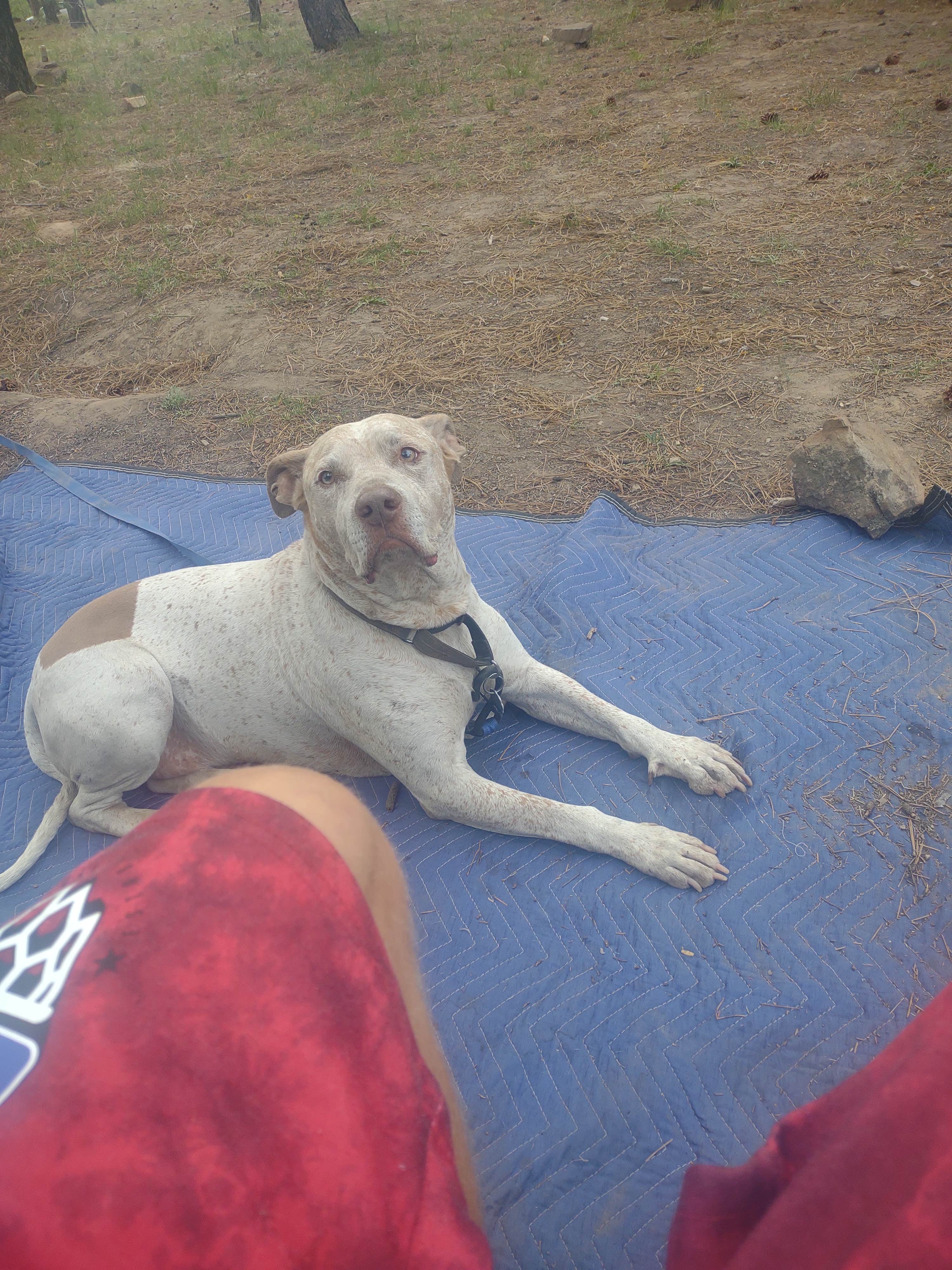 Patrick C.'s photo of camping with pets at forest road 181 near Heber-Overgaard, AZ