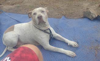 Patrick C.'s photo of camping with pets at forest road 181 near Forest Lakes, AZ