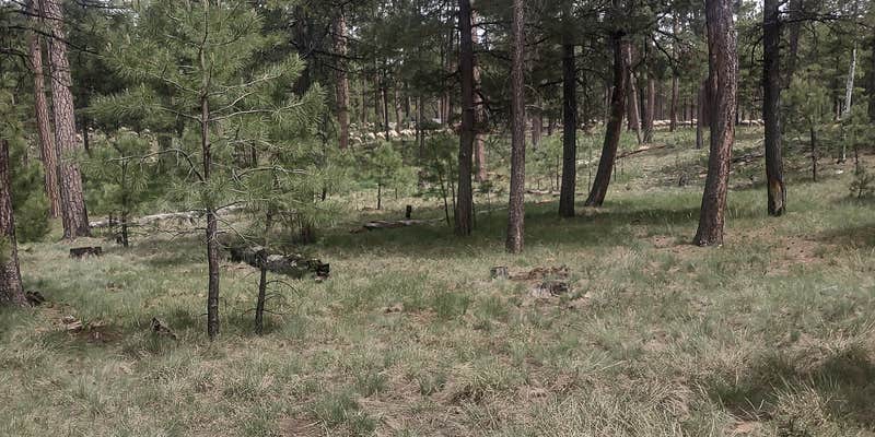 Camper submitted image from forest road 181