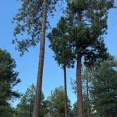 Review photo of Forest Road 195 Campground by Christy , August 22, 2026