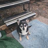 Review photo of Forest Road 195 Campground by Debra C., July 24, 2026